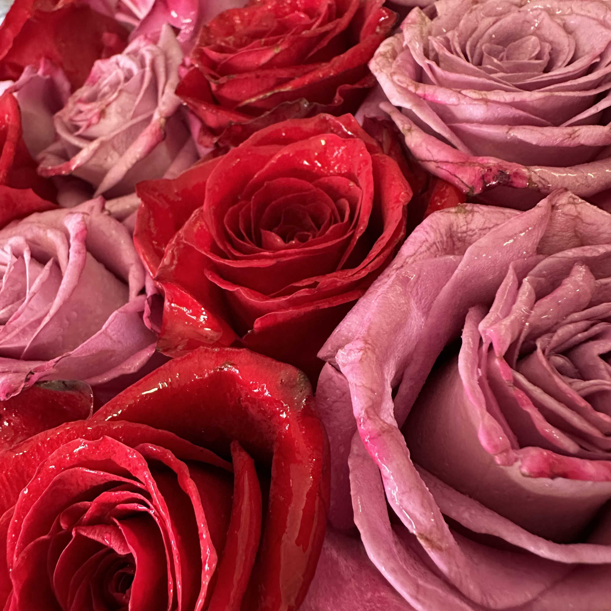 Close-up of red and pink roses tightly clustered together