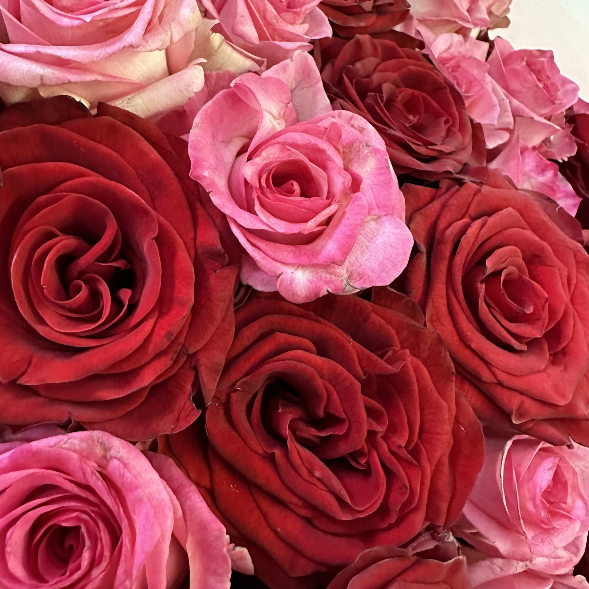 Close-up bouquet of red and pink roses