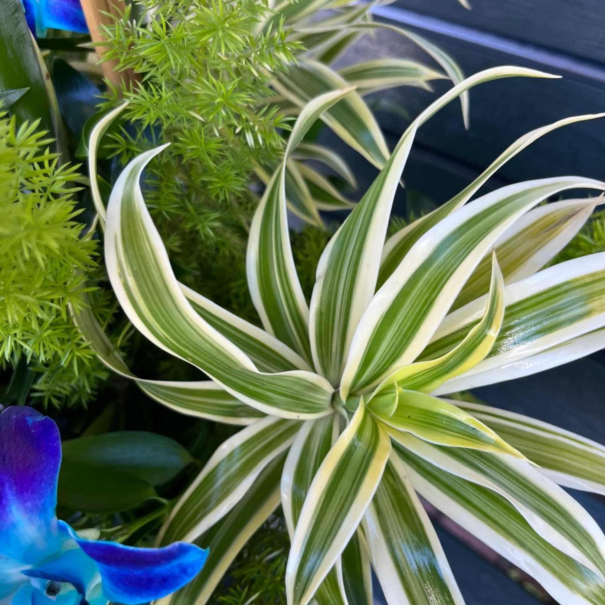 Variegated spider plant with blue orchid blooms