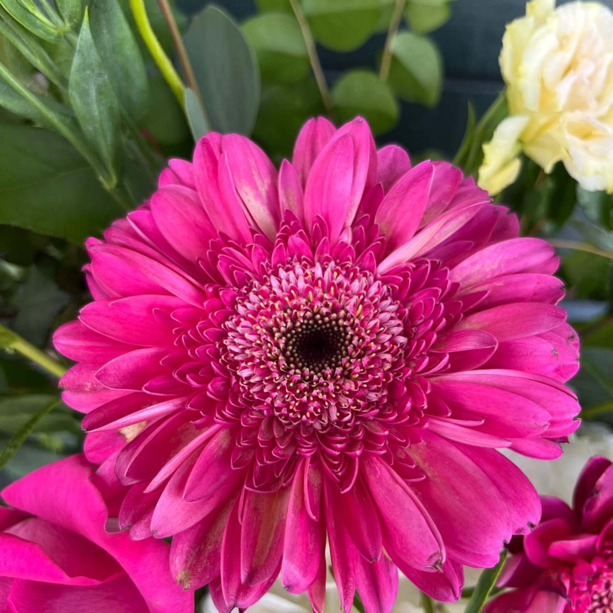 Bright pink gerbera daisy in a mixed bouquet with pale roses and greenery