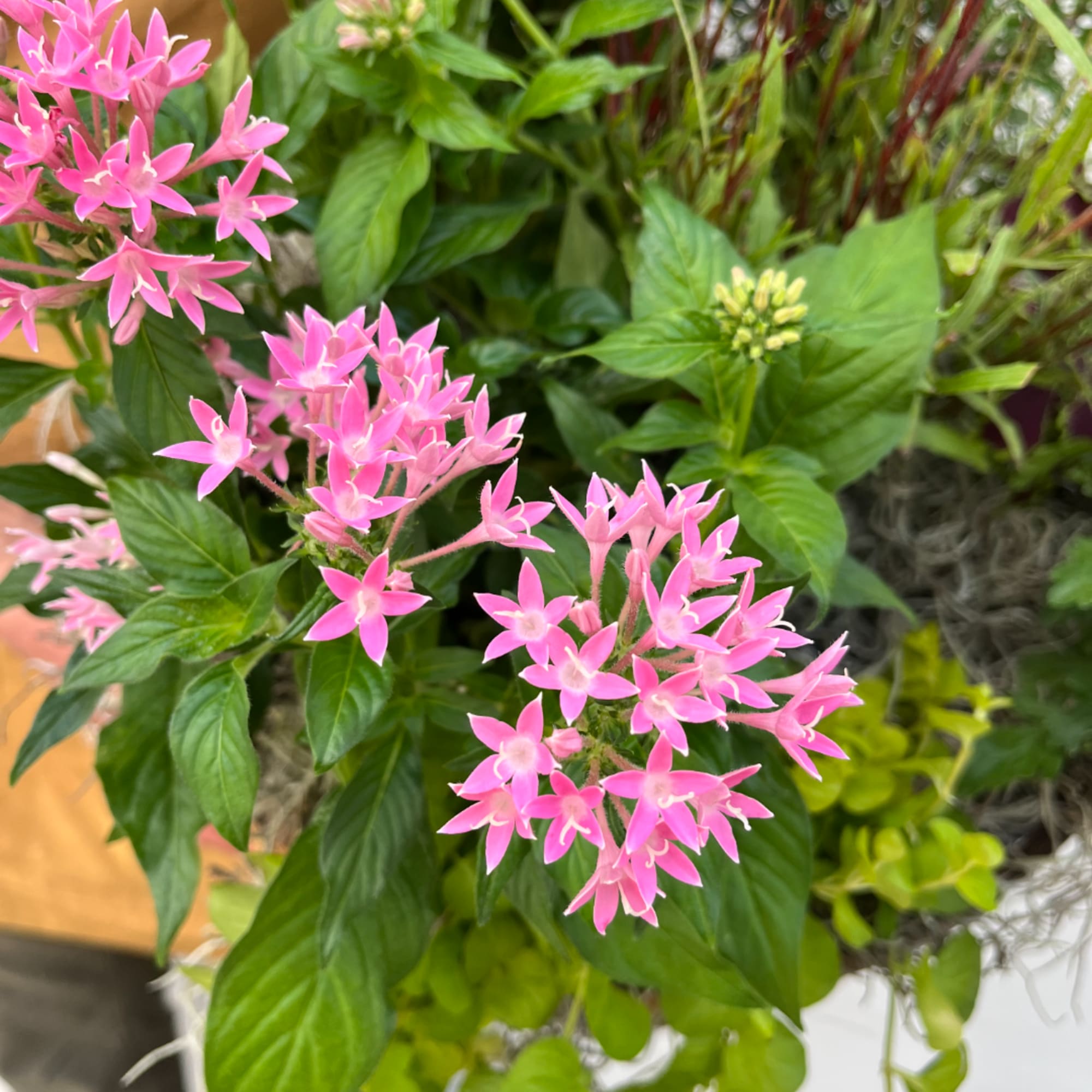 Pink star-shaped flowers with green foliage in a close-up plant arrangement
