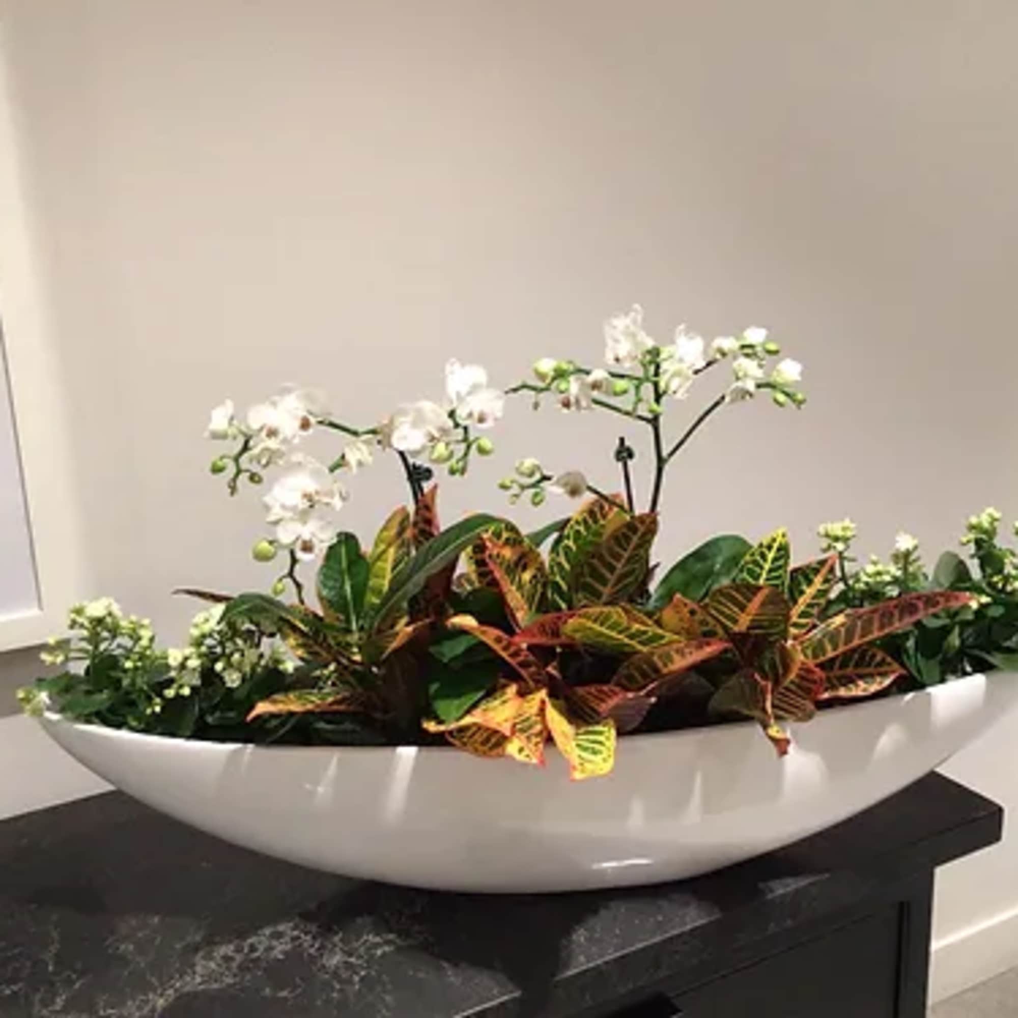 White orchids in a low white bowl with colorful croton foliage