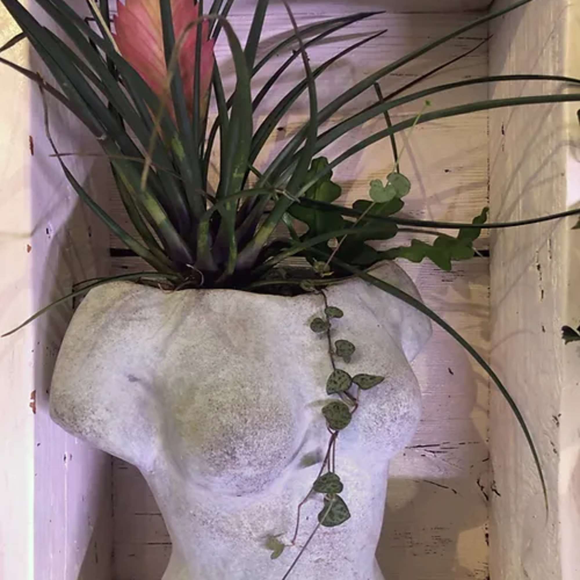 Potted plant with long spiky leaves and a pink bloom in a white sculptural planter