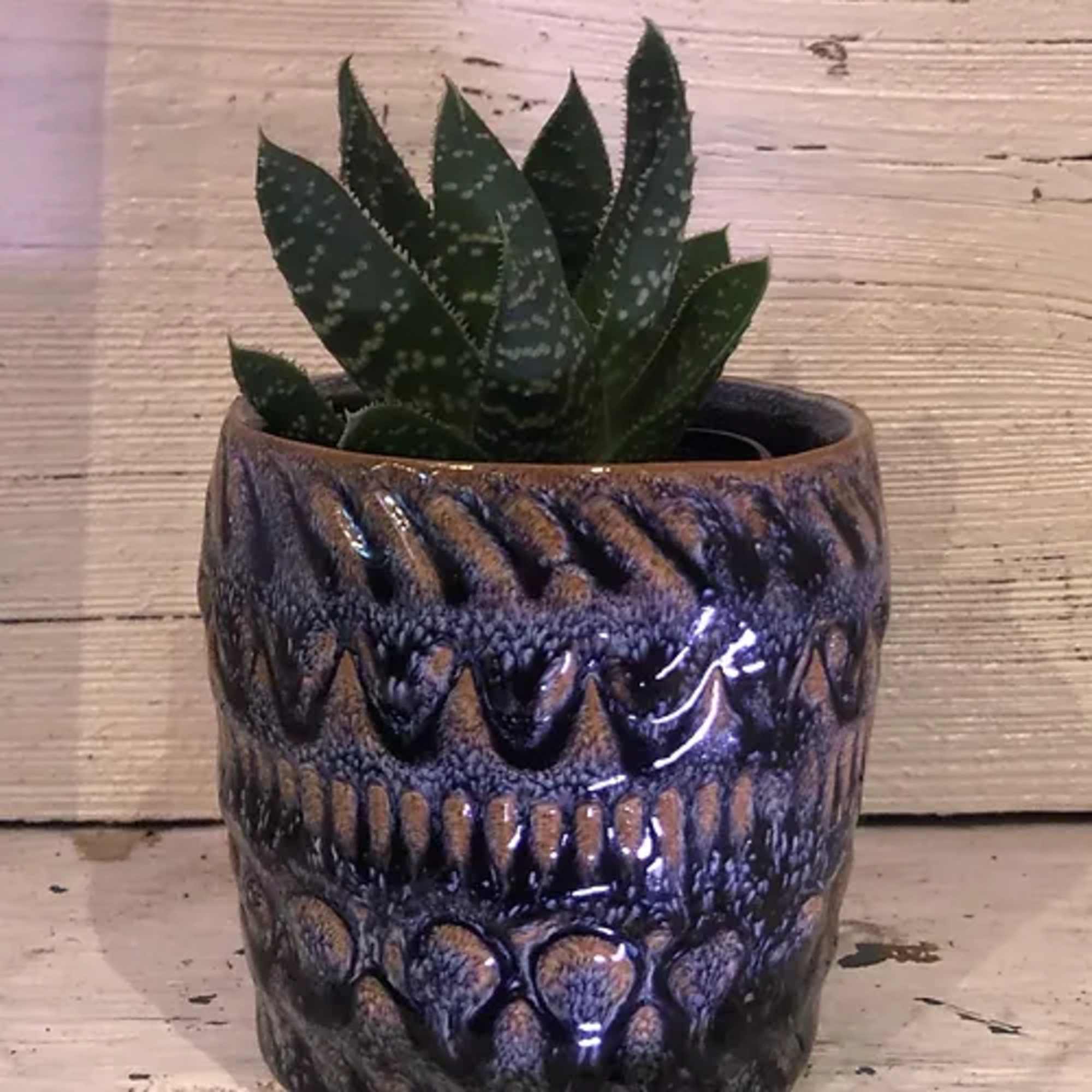Small spotted succulent in a textured ceramic pot
