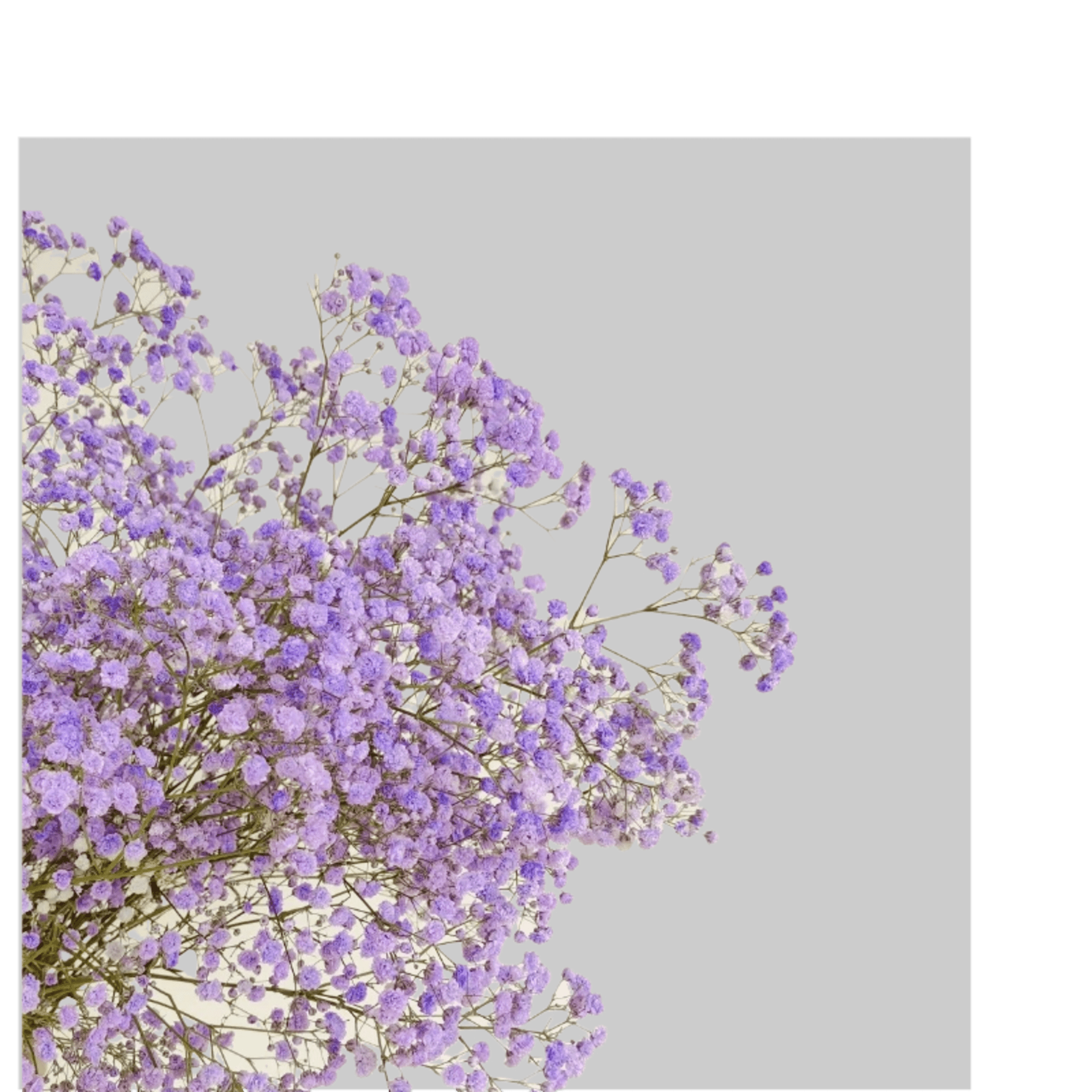 Cluster of small lavender baby's breath flowers