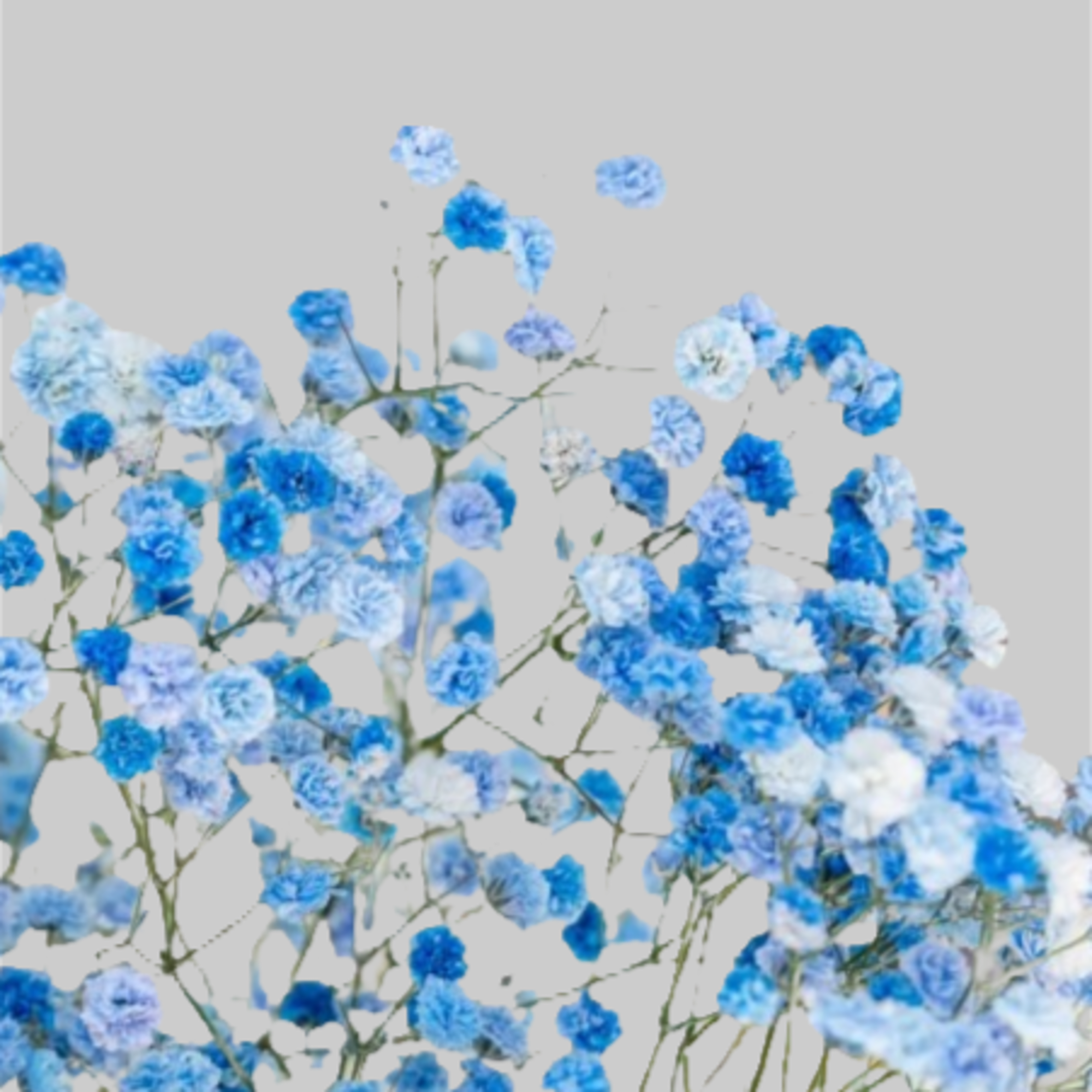 Blue and white baby's breath flowers on thin stems