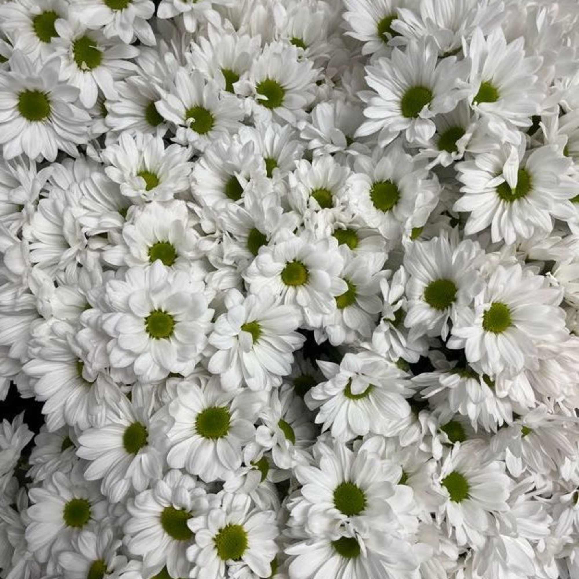 Cluster of white daisies with green centers
