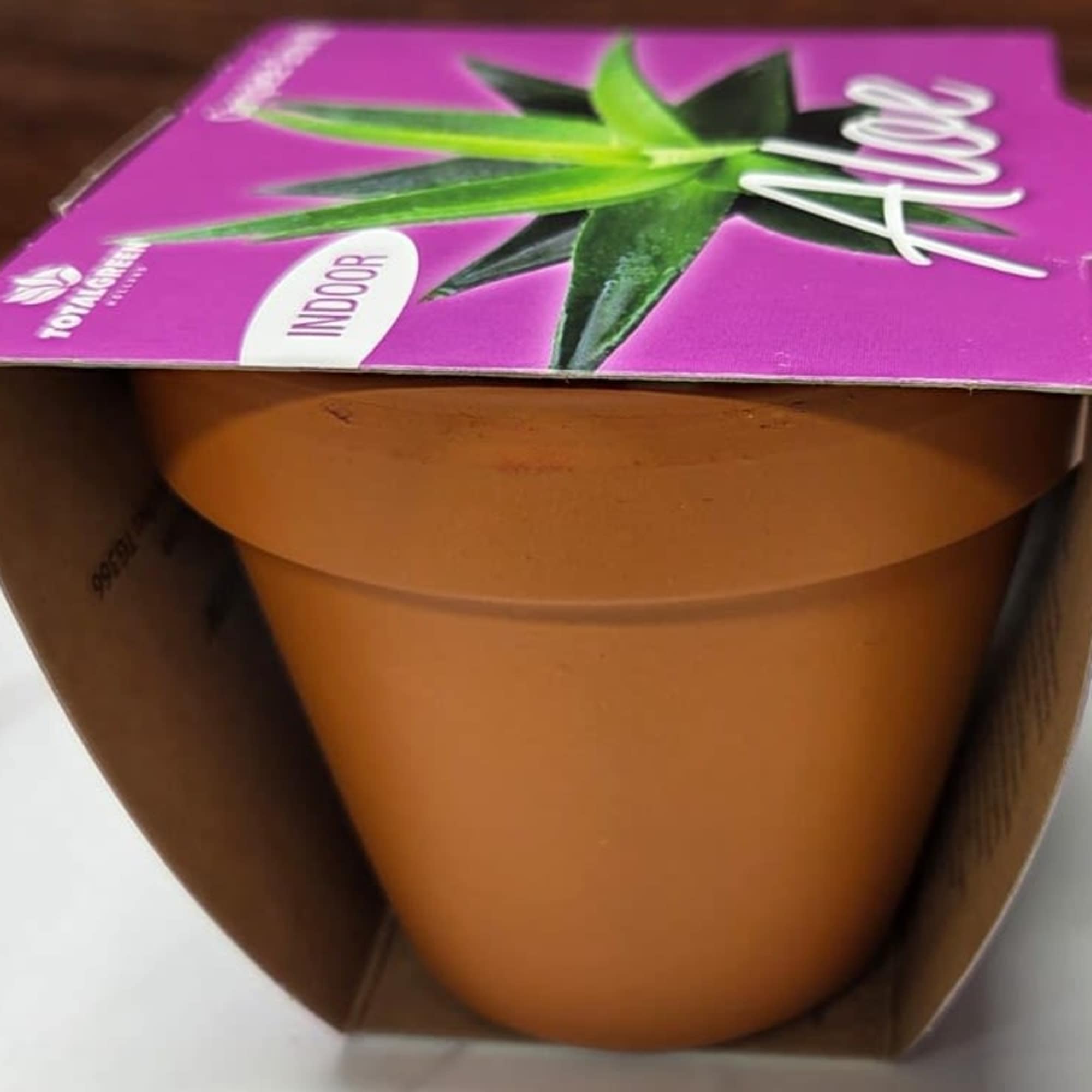 Potted plant in a terracotta-colored pot inside a purple retail box
