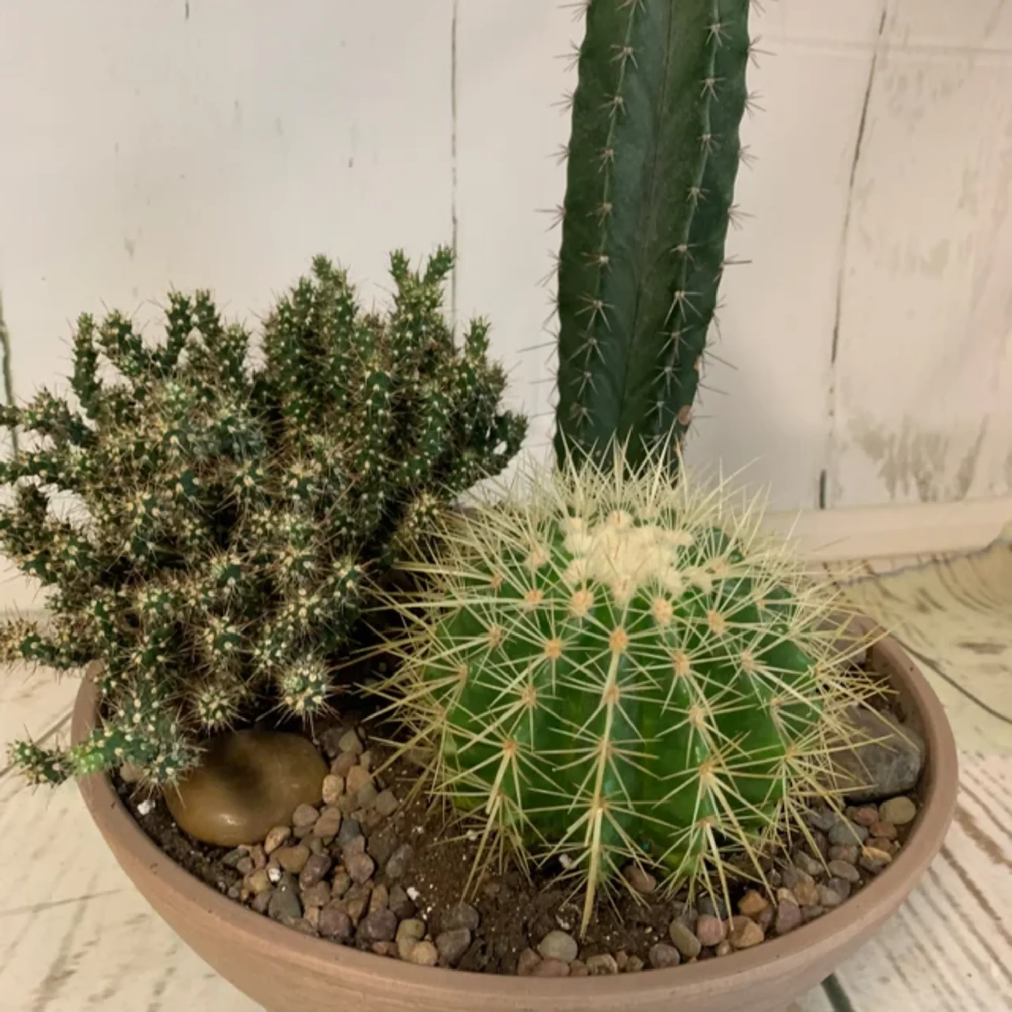 Potted cactus arrangement with a tall column cactus and a round spiny cactus