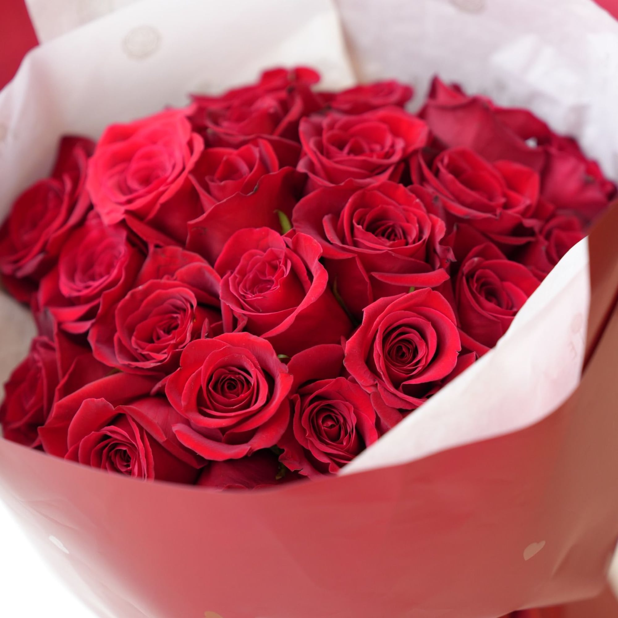 Bouquet of red roses wrapped in pink and white paper