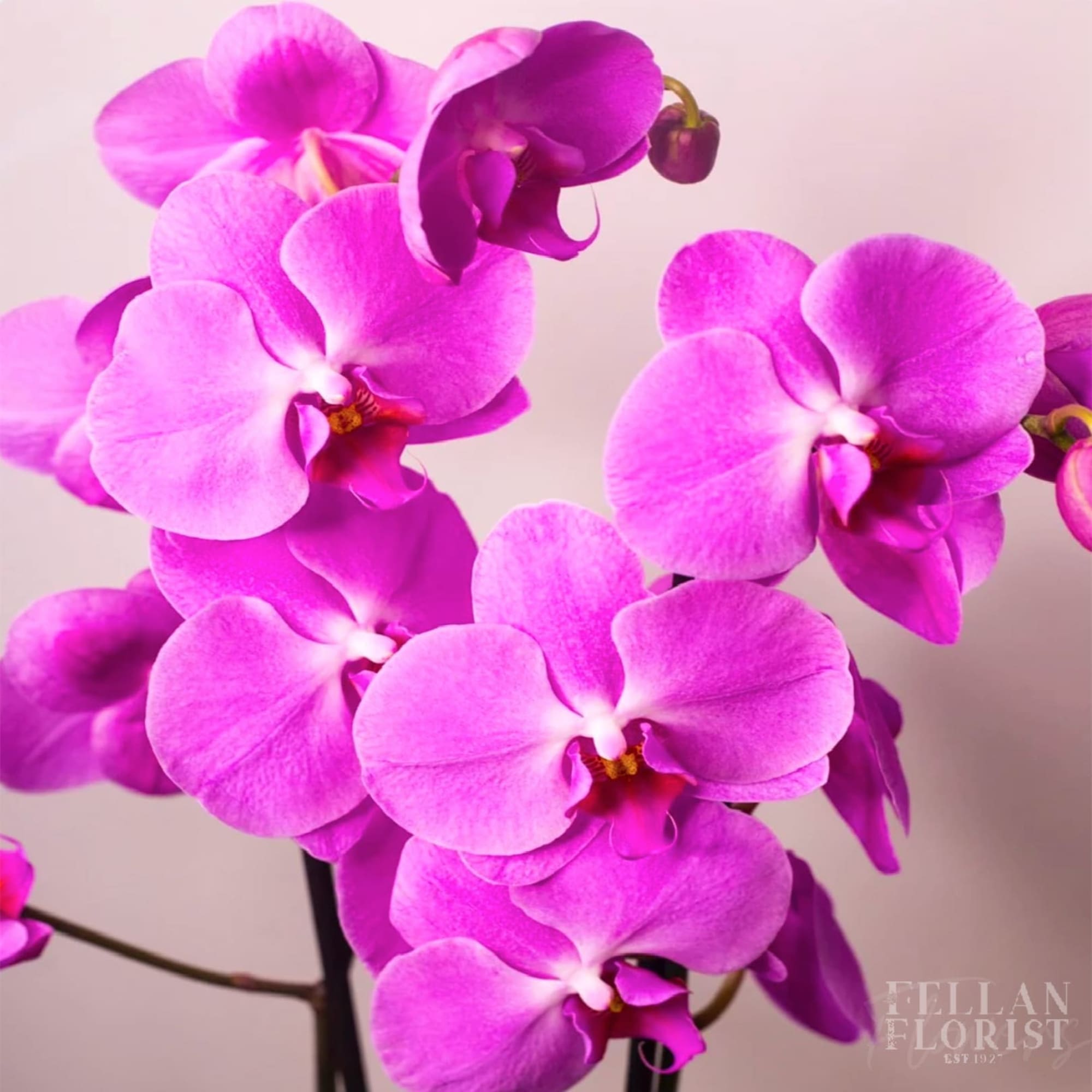 Phaleanopsis orchids are a classic favorite and one of our most popular, photo 2 of 2