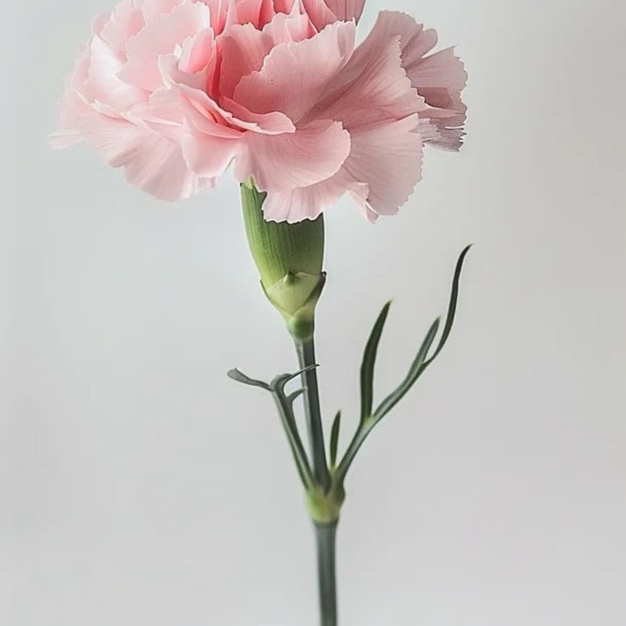 Carnations are a classic bloom known for their soft, ruffled petals and