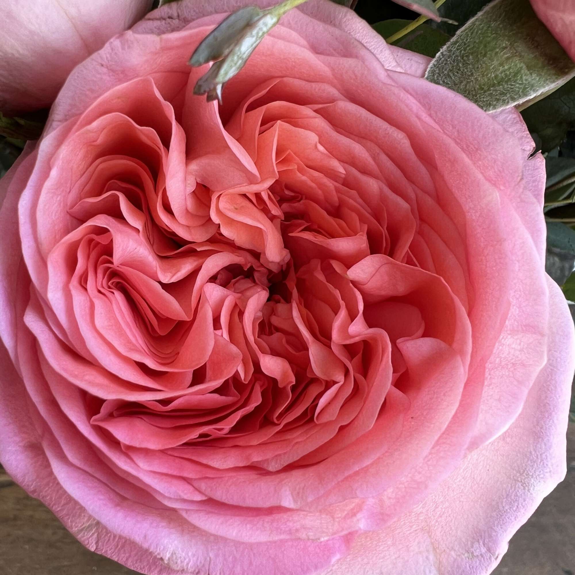 Close-up of a pink rose bloom with layered petals