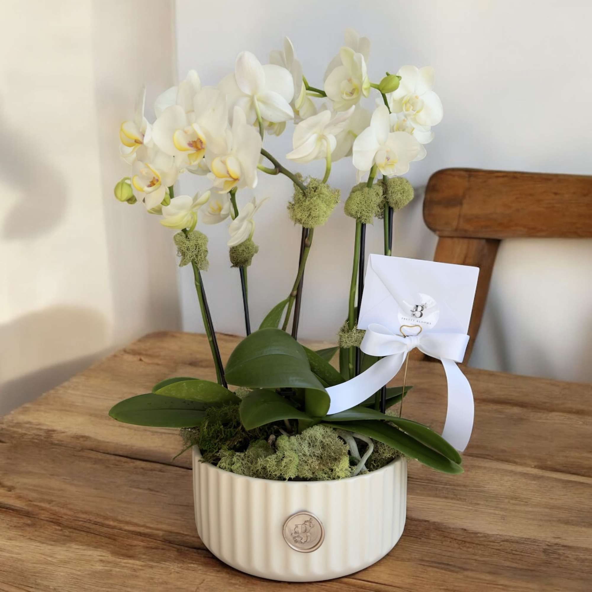 White orchid plant in a ribbed ceramic pot with a ribbon tag