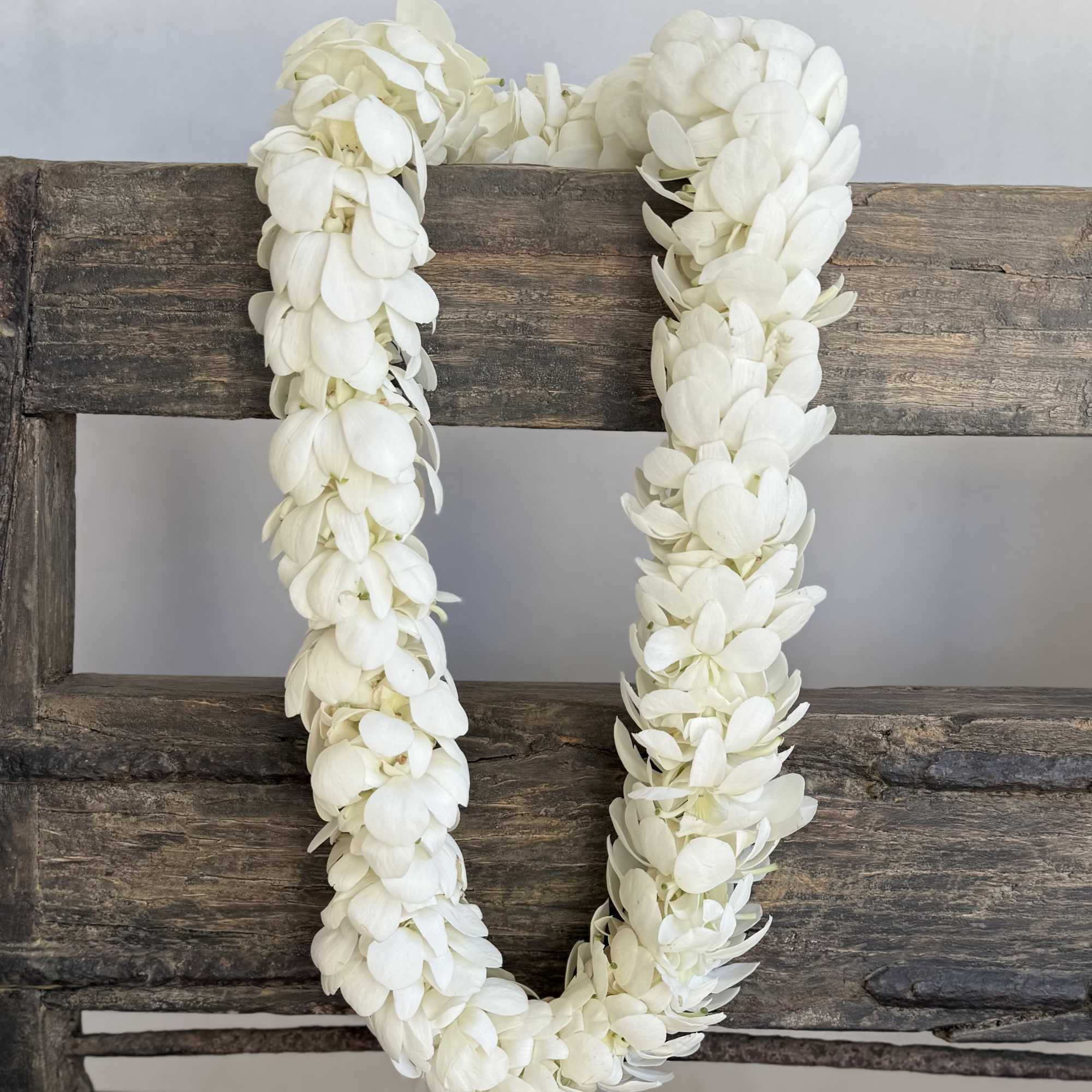 Celebrate your graduate in style with our fresh orchid leis, available in, photo 2 of 2