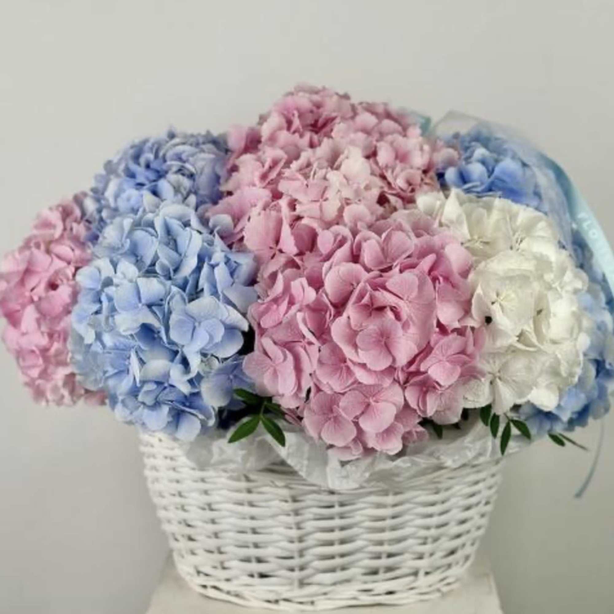 in standard 18 hydrangeas very beautiful fresh