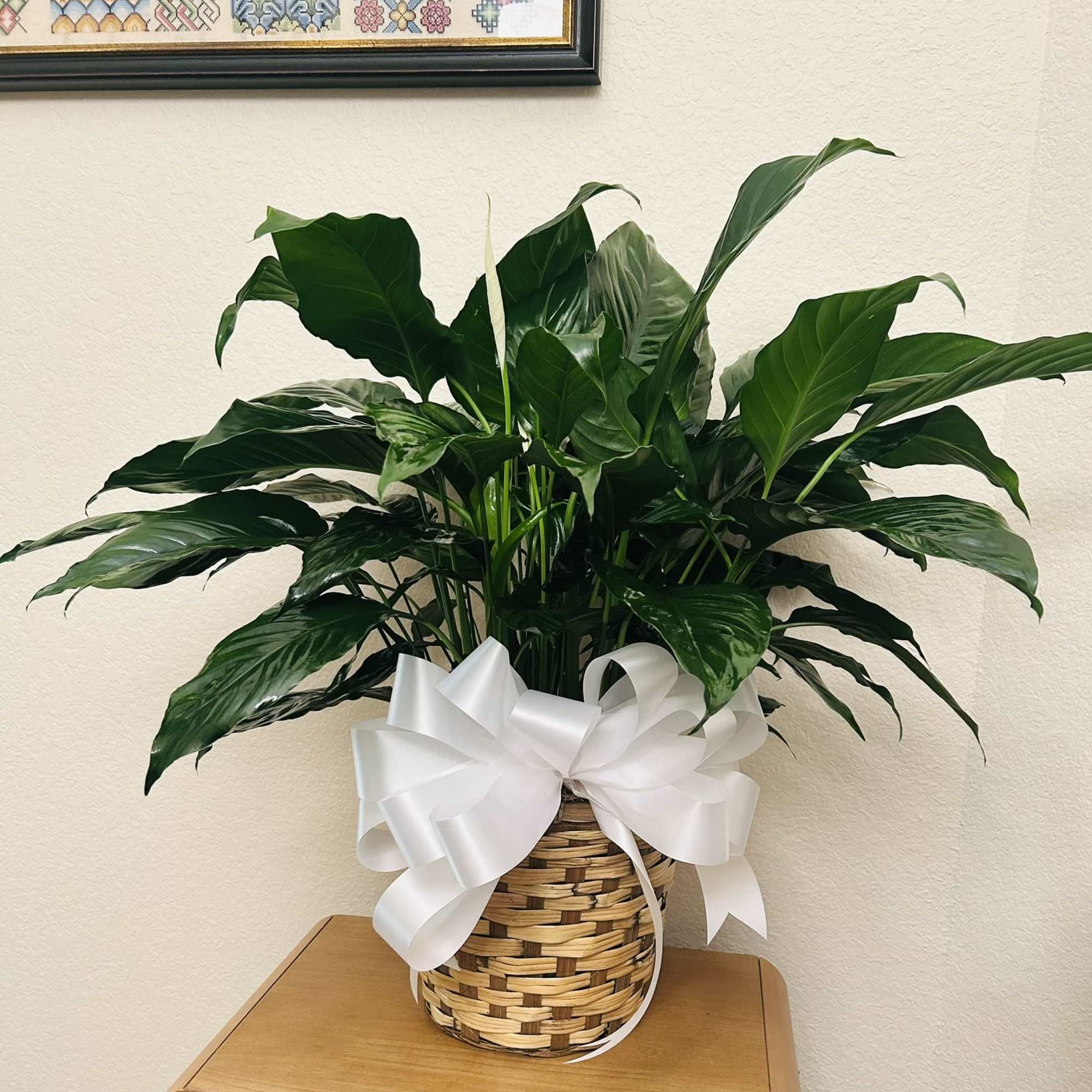 Potted green houseplant in a woven basket with a white ribbon bow, photo 2 of 2
