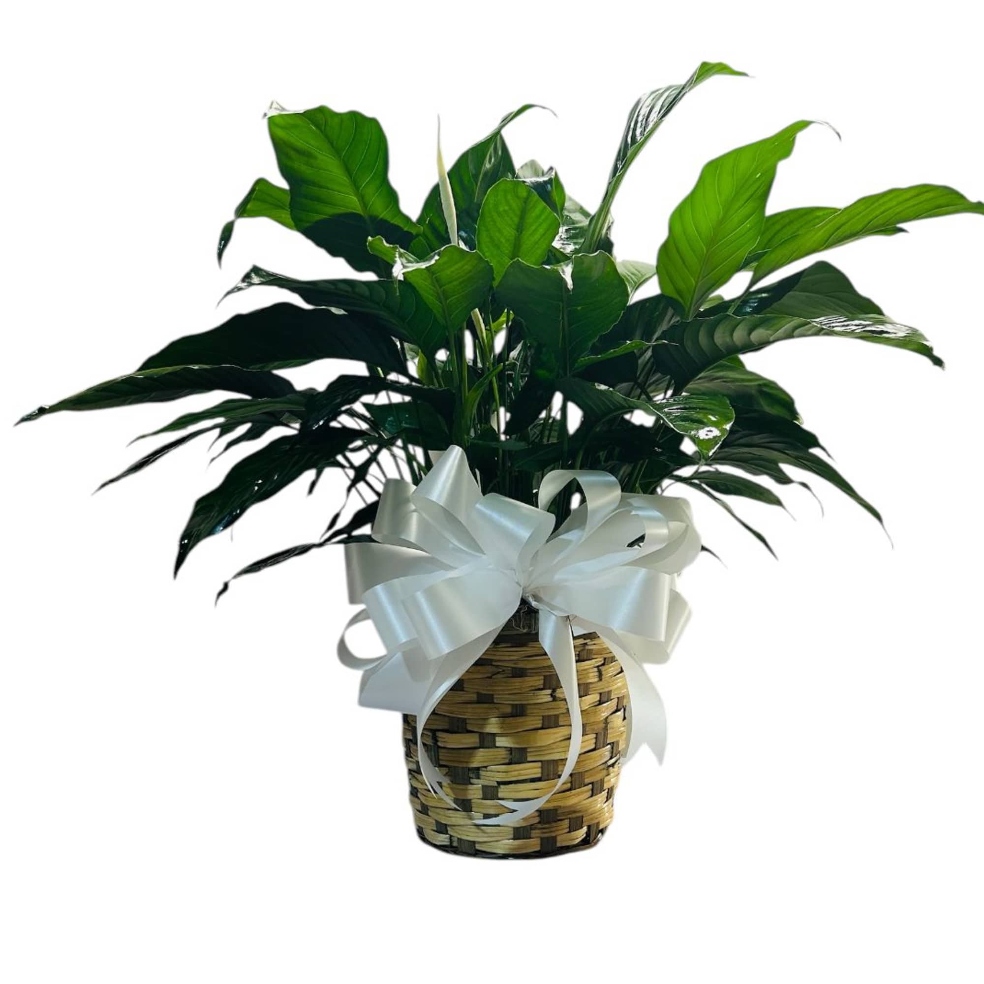Potted green houseplant in a woven basket with a white ribbon bow