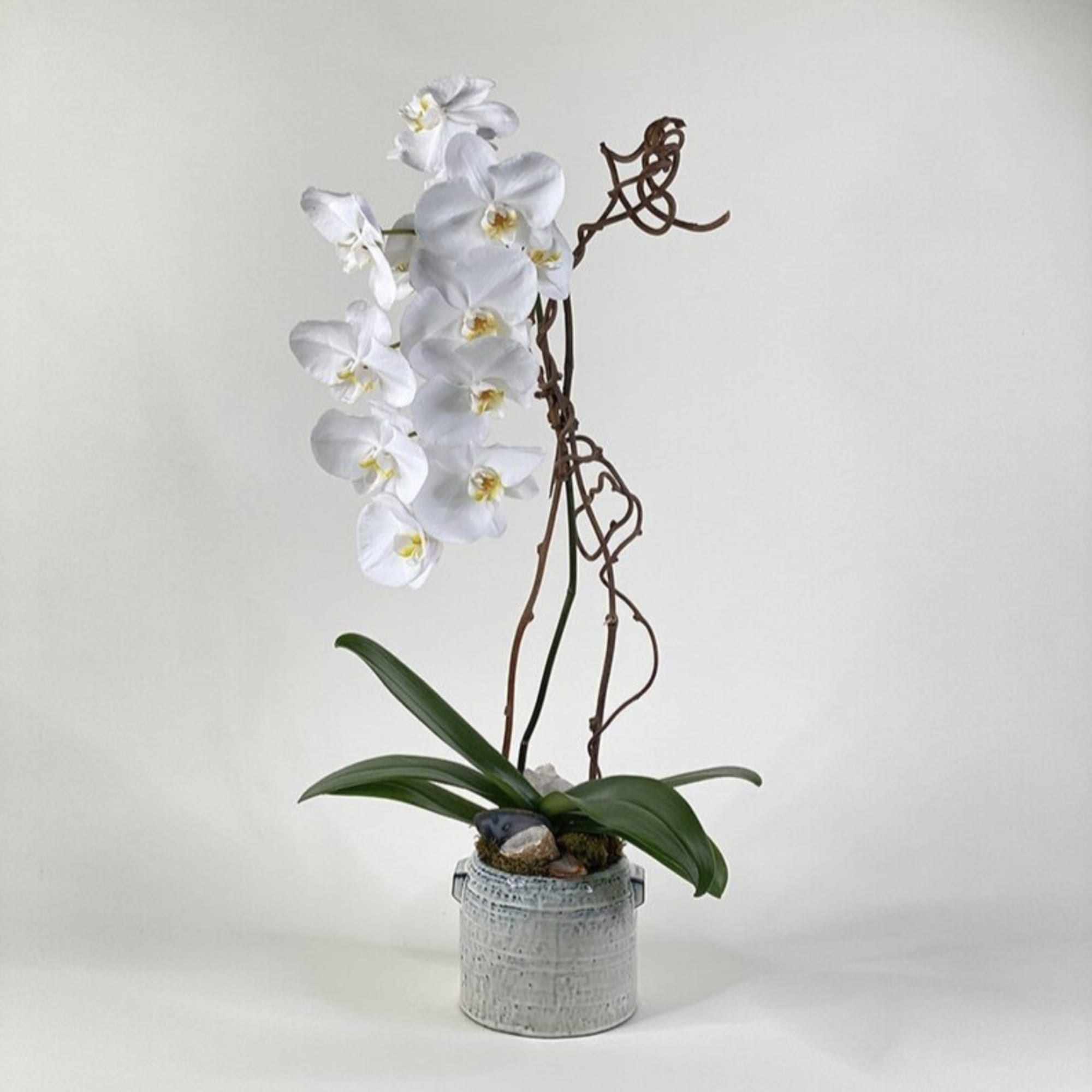 White orchid plant in a textured pot with decorative branches