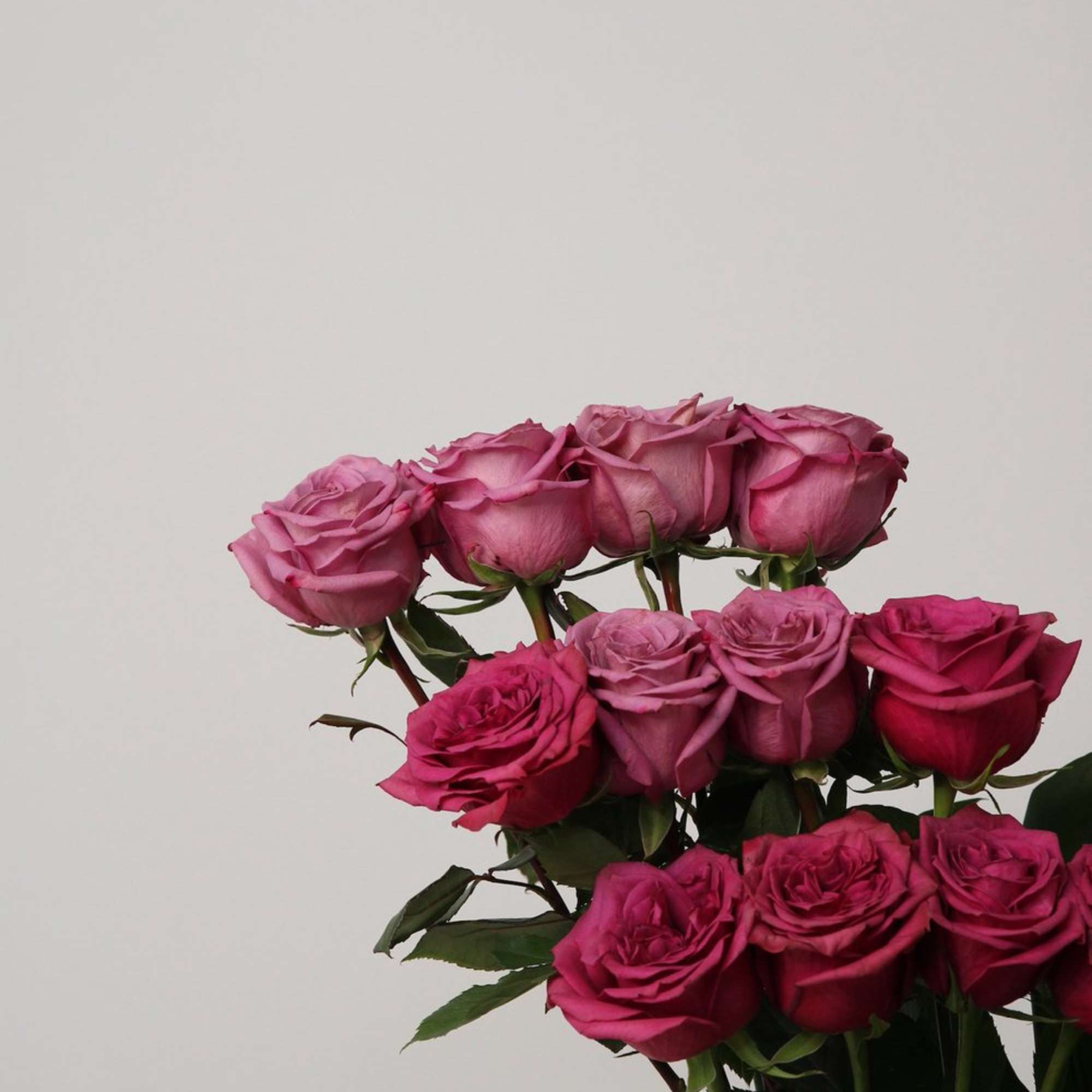 Cluster of pink and magenta roses against a plain background