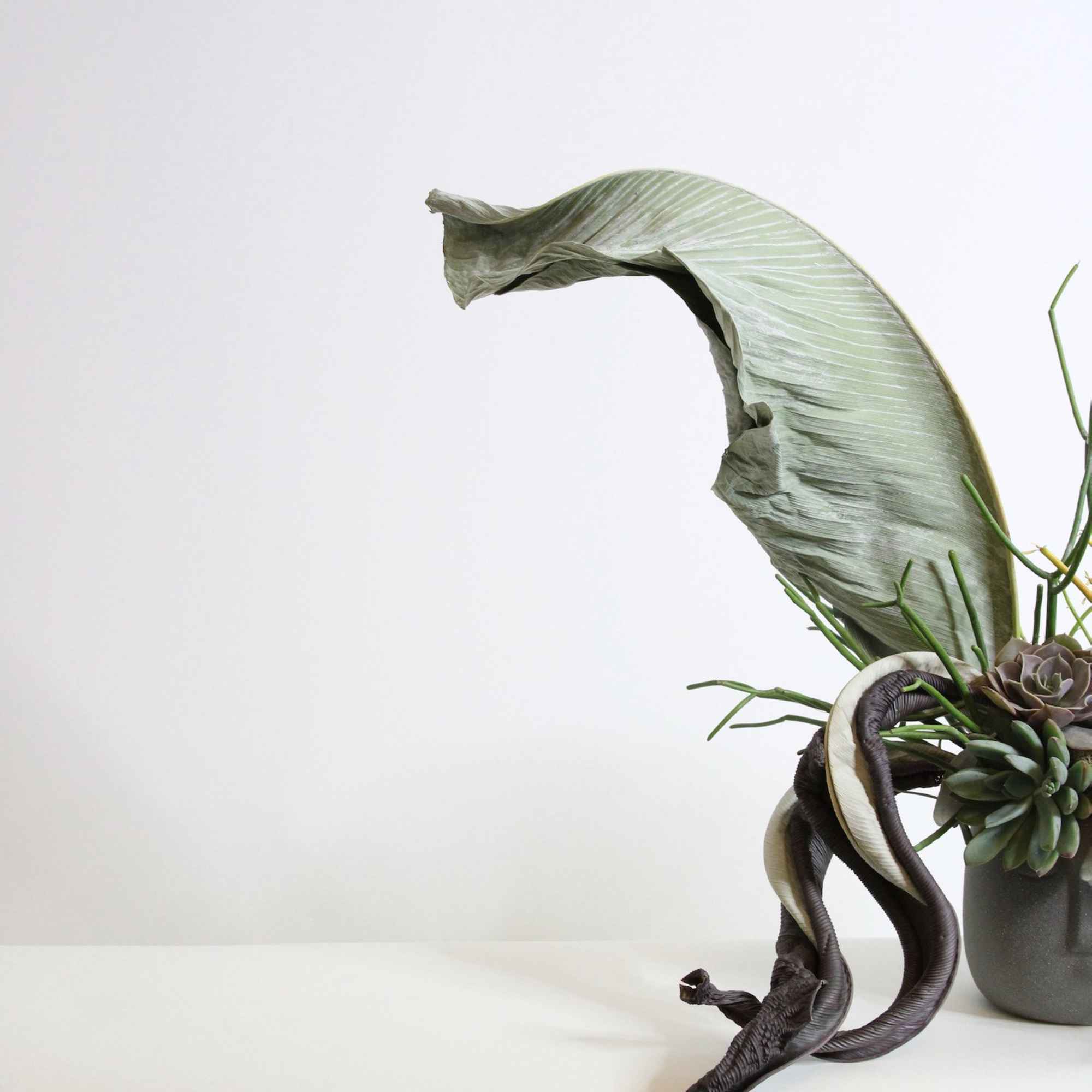 Succulent arrangement with a large curved leaf in a gray pot