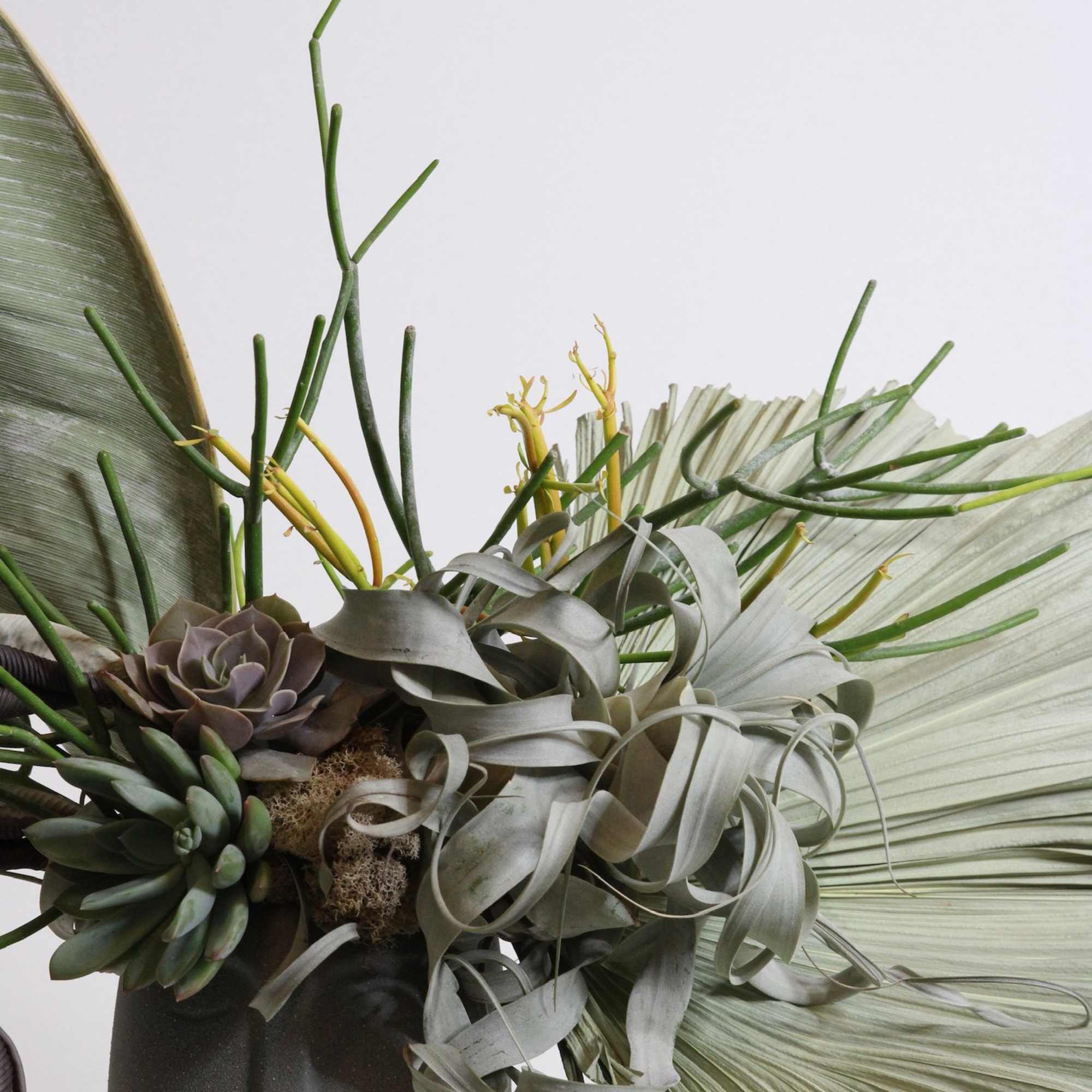 Succulent arrangement in a dark vase with large fan leaves