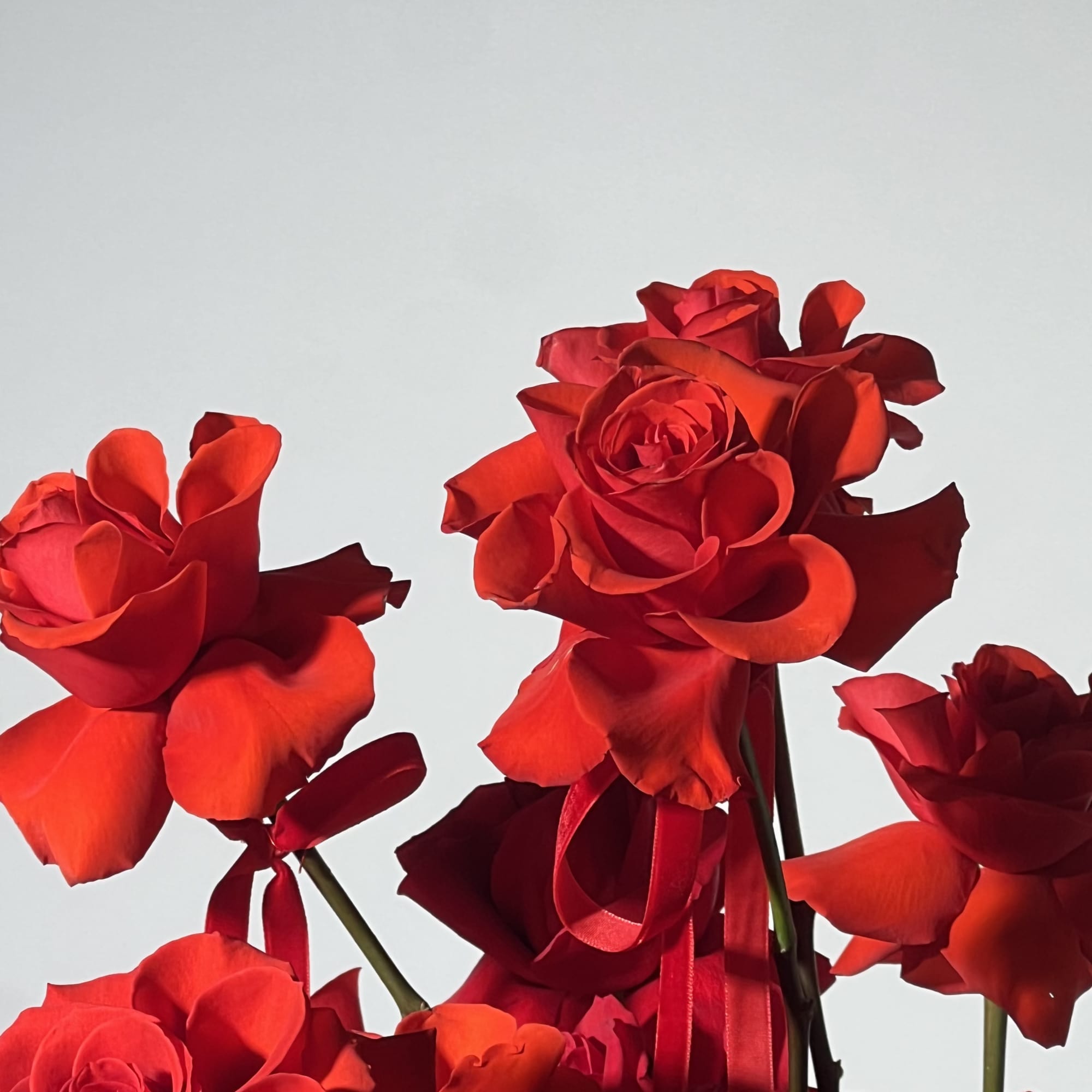 Red roses arranged with satin ribbon accents against a light background.