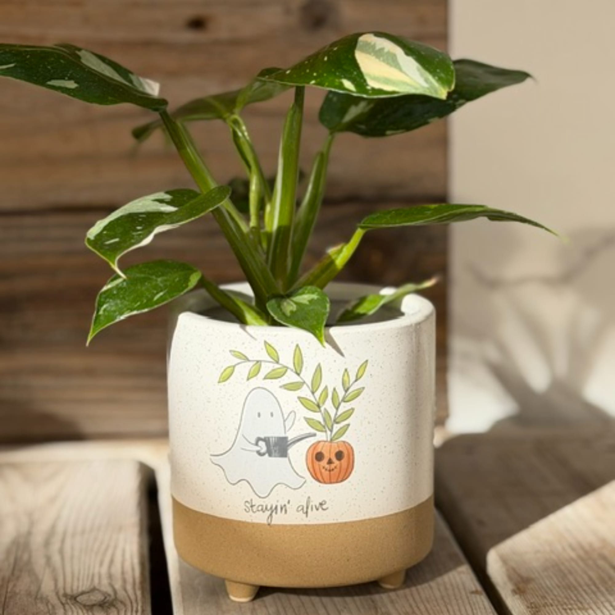 Potted green houseplant in a white ceramic planter with a Halloween ghost design