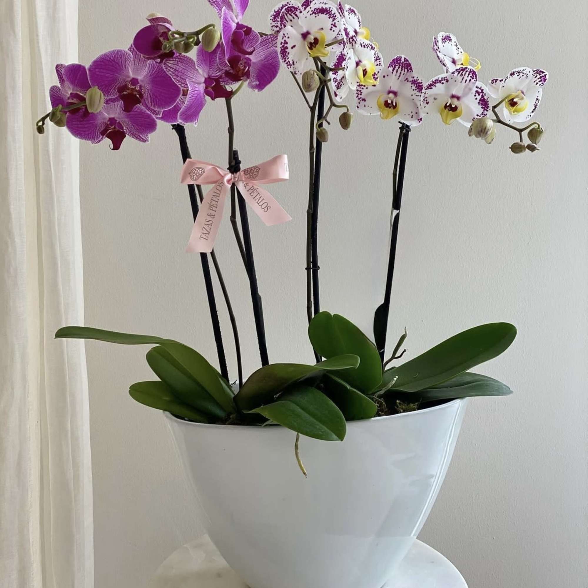 Two orchid plants with purple and white spotted blooms in a white pot