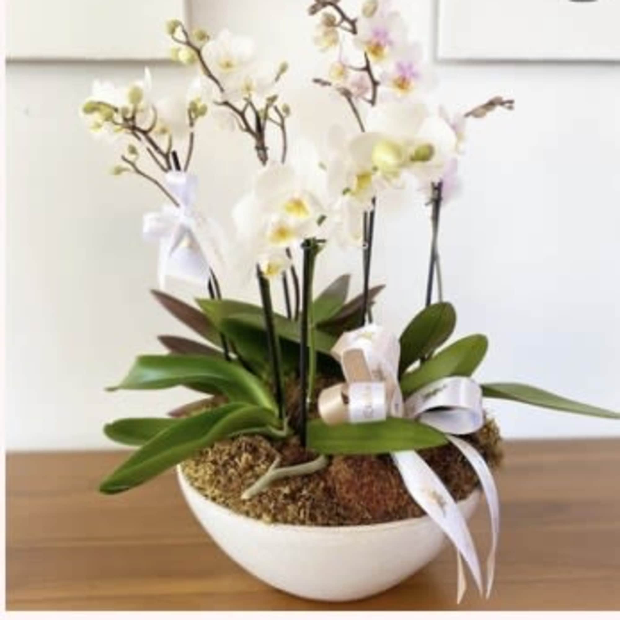 White orchid arrangement in a round bowl with ribbon accents