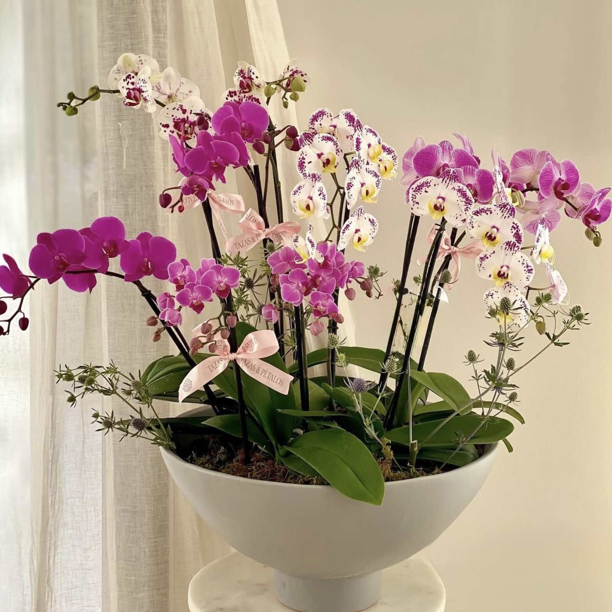 Pink and white orchids arranged in a white bowl planter