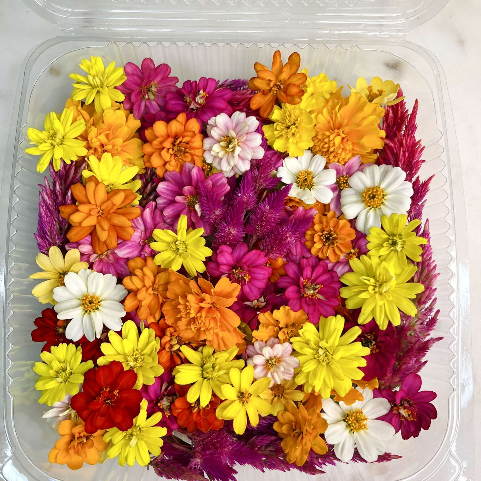 Assorted colorful daisy-like flowers in a clear plastic clamshell container.