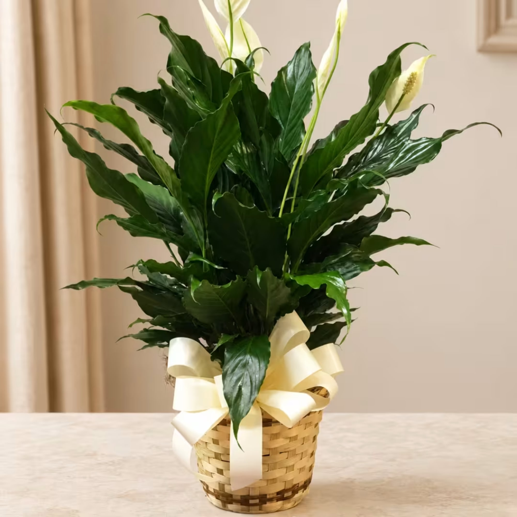 Potted peace lily in a woven basket with a cream ribbon
