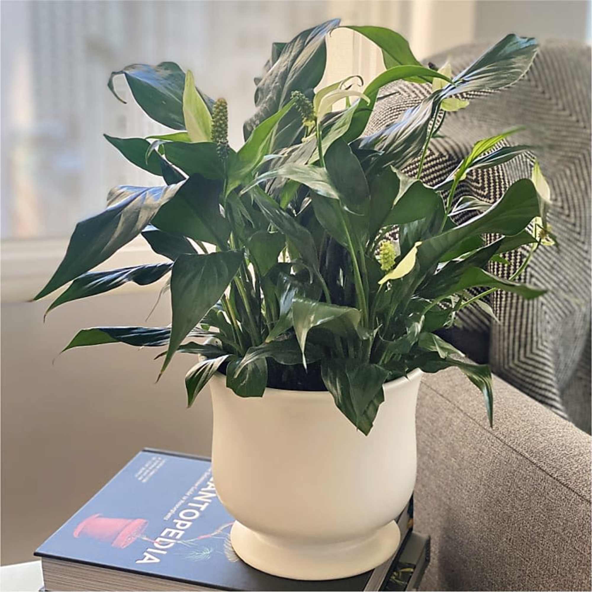 Potted green houseplant in a white ceramic planter