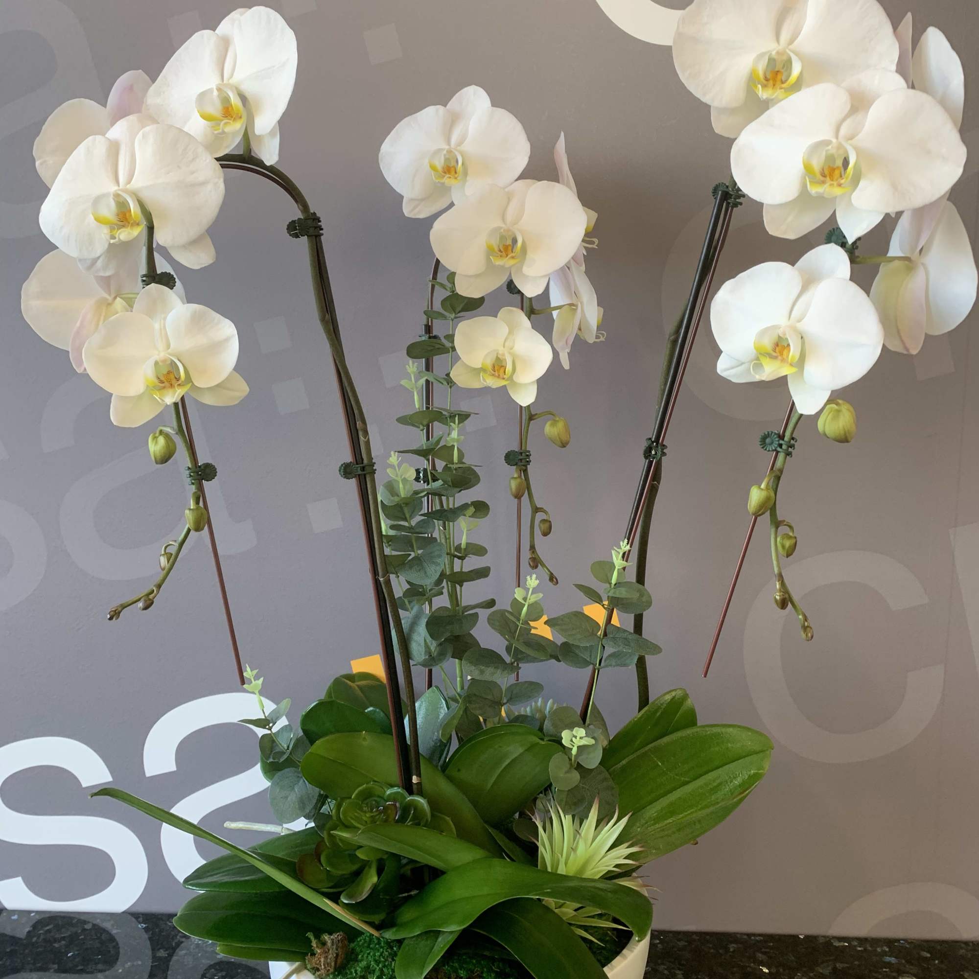 Premium white orchids set a dish container it&rsquo;s a great piece for