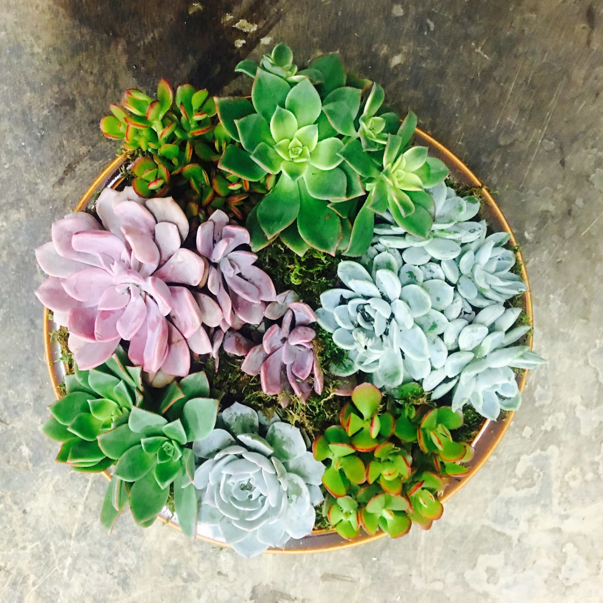 Succulent planters are perfect indoor outdoor plant and require little maintenance.  Succulent planters are perfect indoor outdoor plant and require little maintenance.