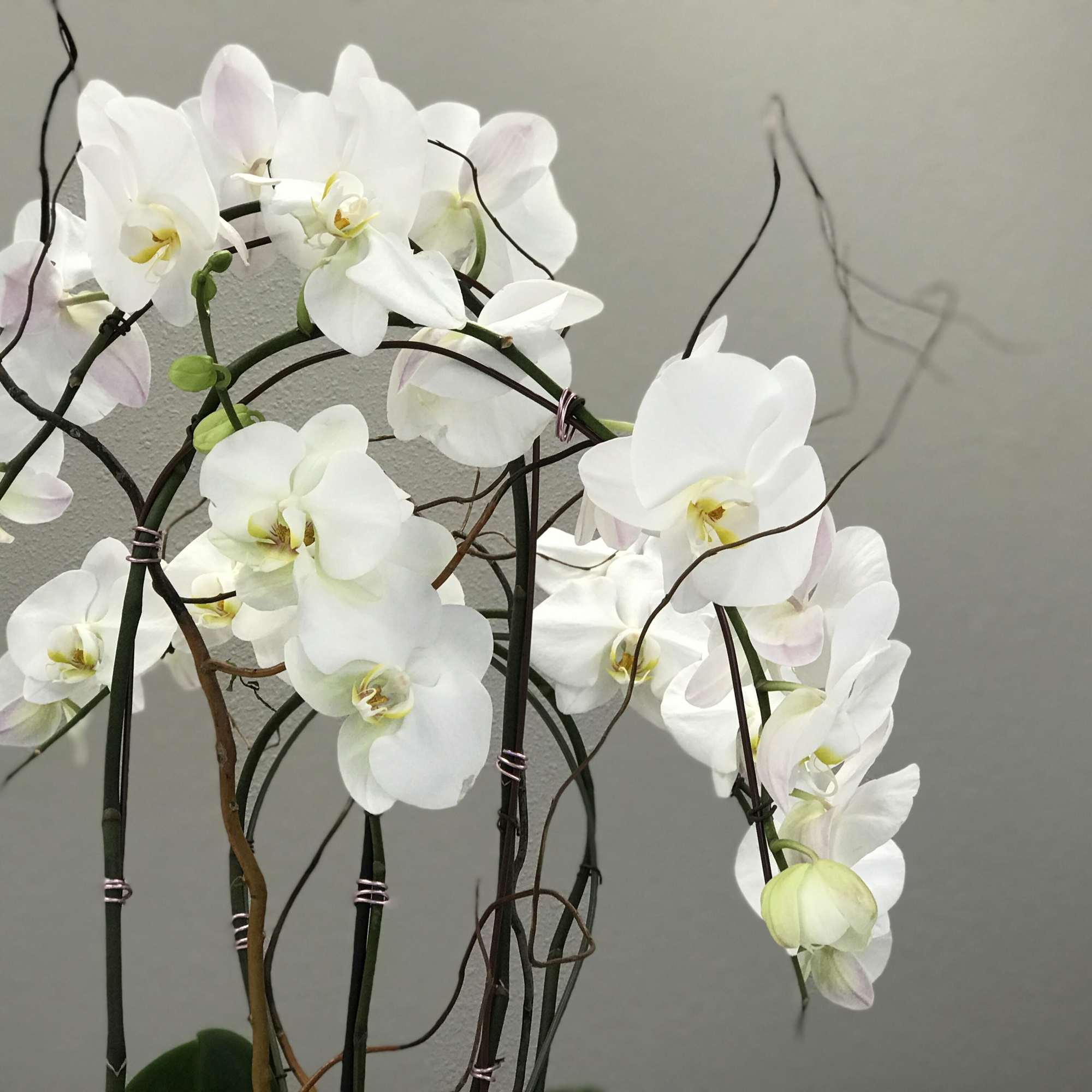 Large, blooming, white Phalaenopis Orchids accessorized with curly willow; curated to bring