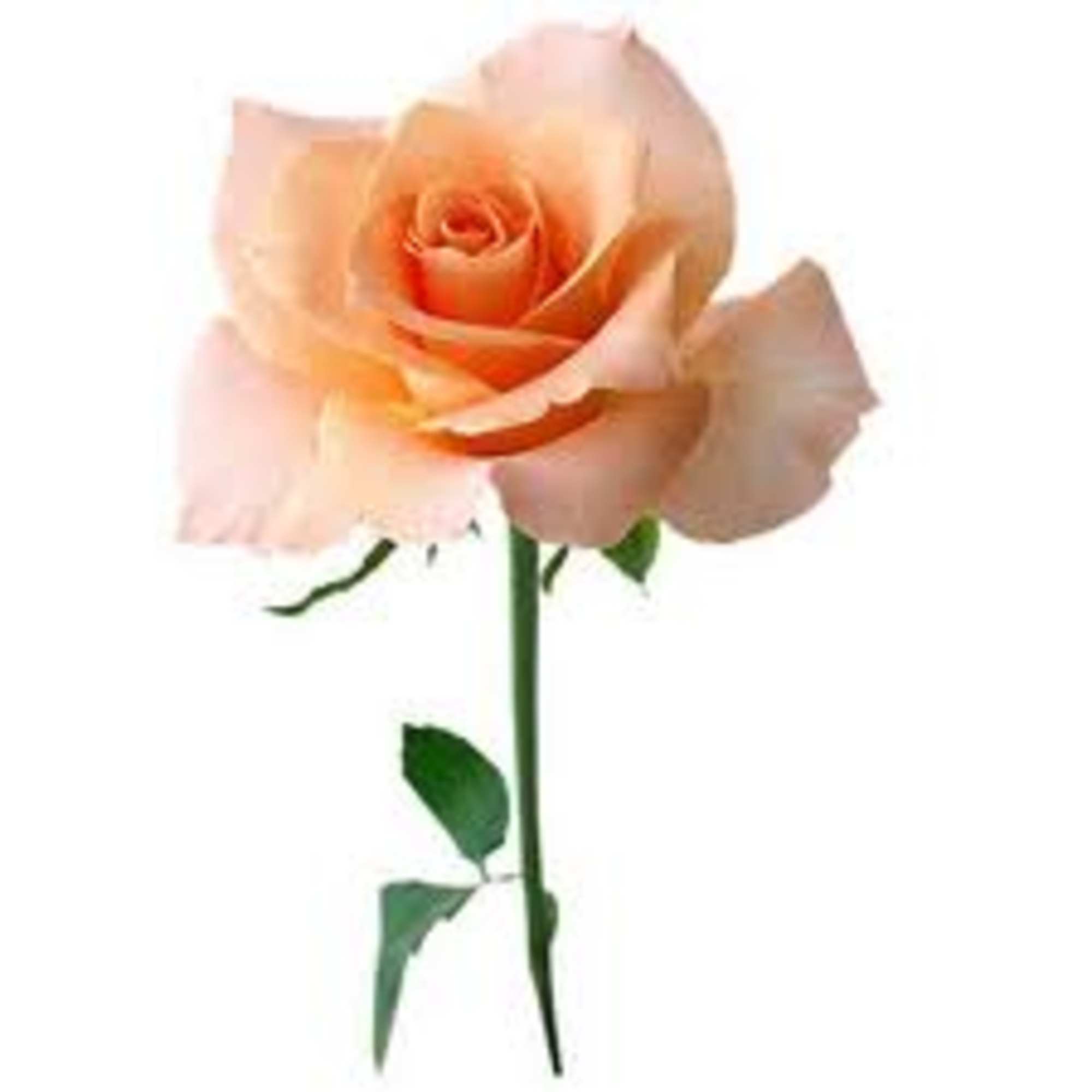 With a mixture of roses, asters, other flowers along with some bling