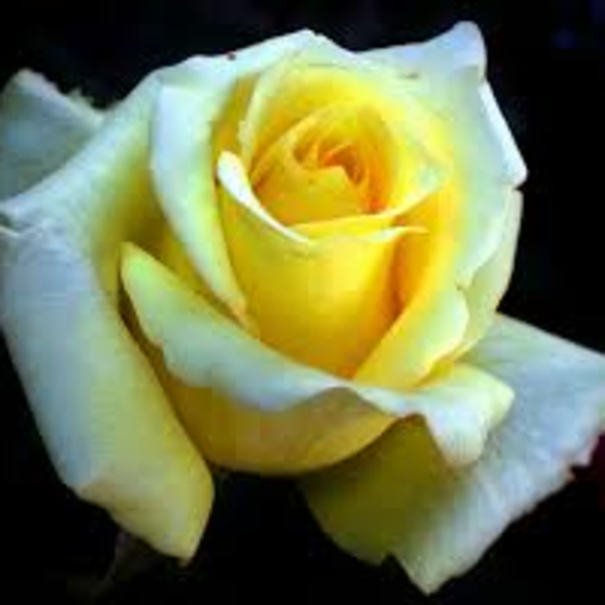 With a mixture of roses, asters, other flowers along with some bling