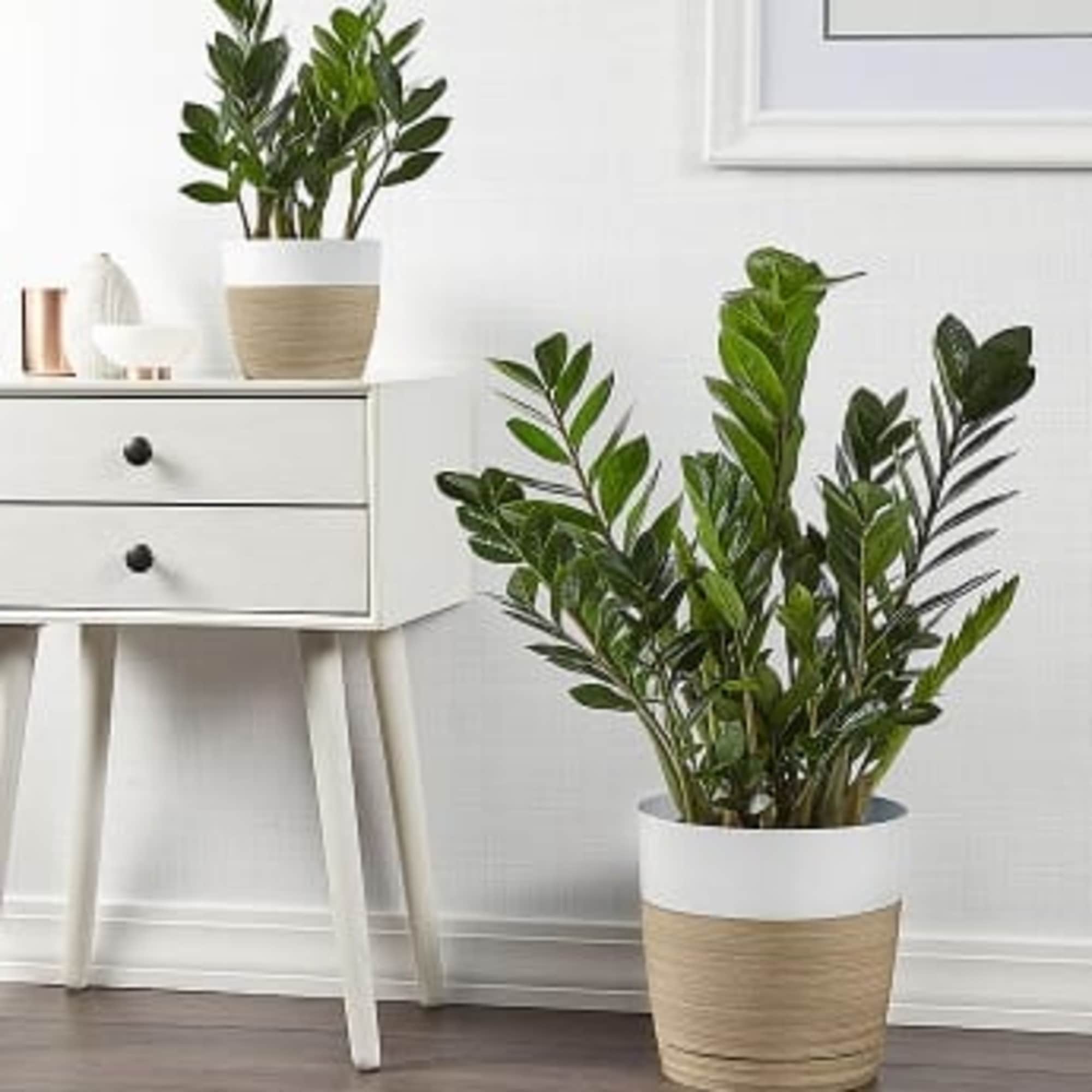  ZZ plant is the current darling of d&eacute;cor. Tolerant of neglect