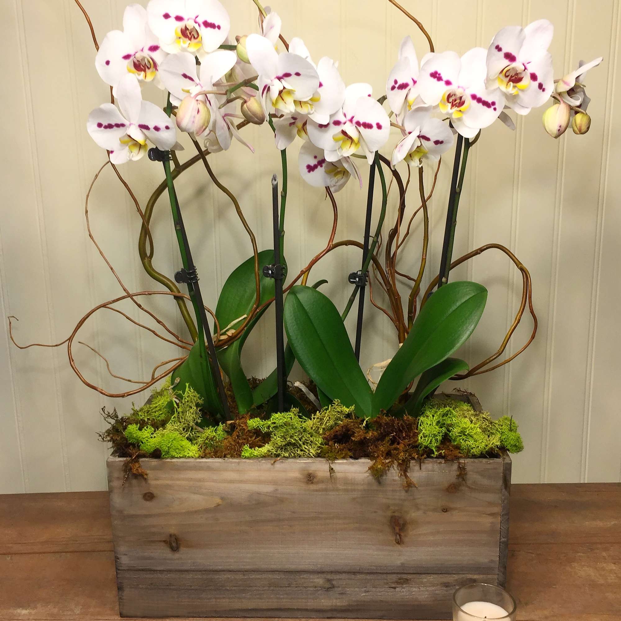 Avec Amour de Genève Orchid Planter in Saint Paul, MN | Iron