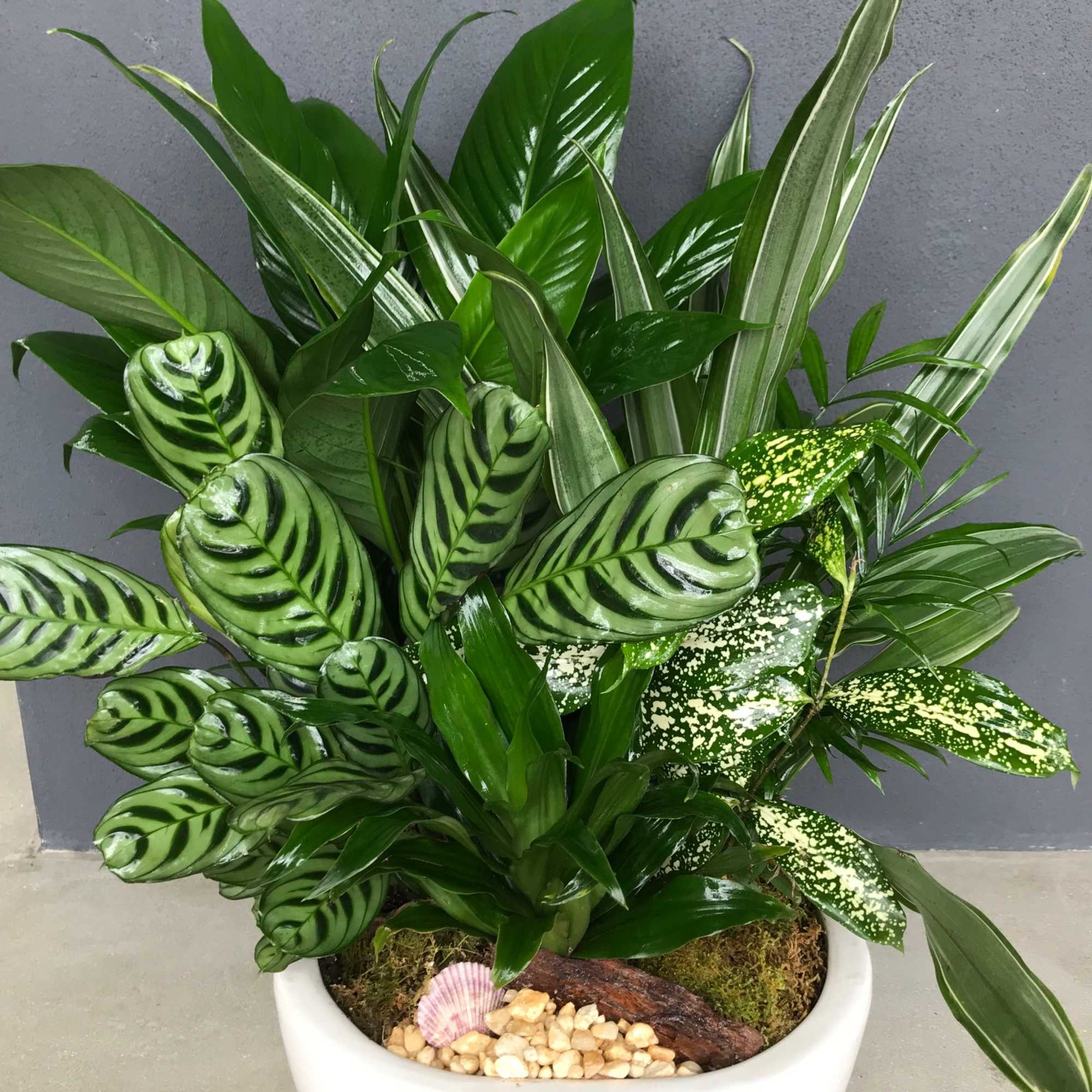 modern dish garden, full of lush plants.
Size 20 in H, 10in W

Please