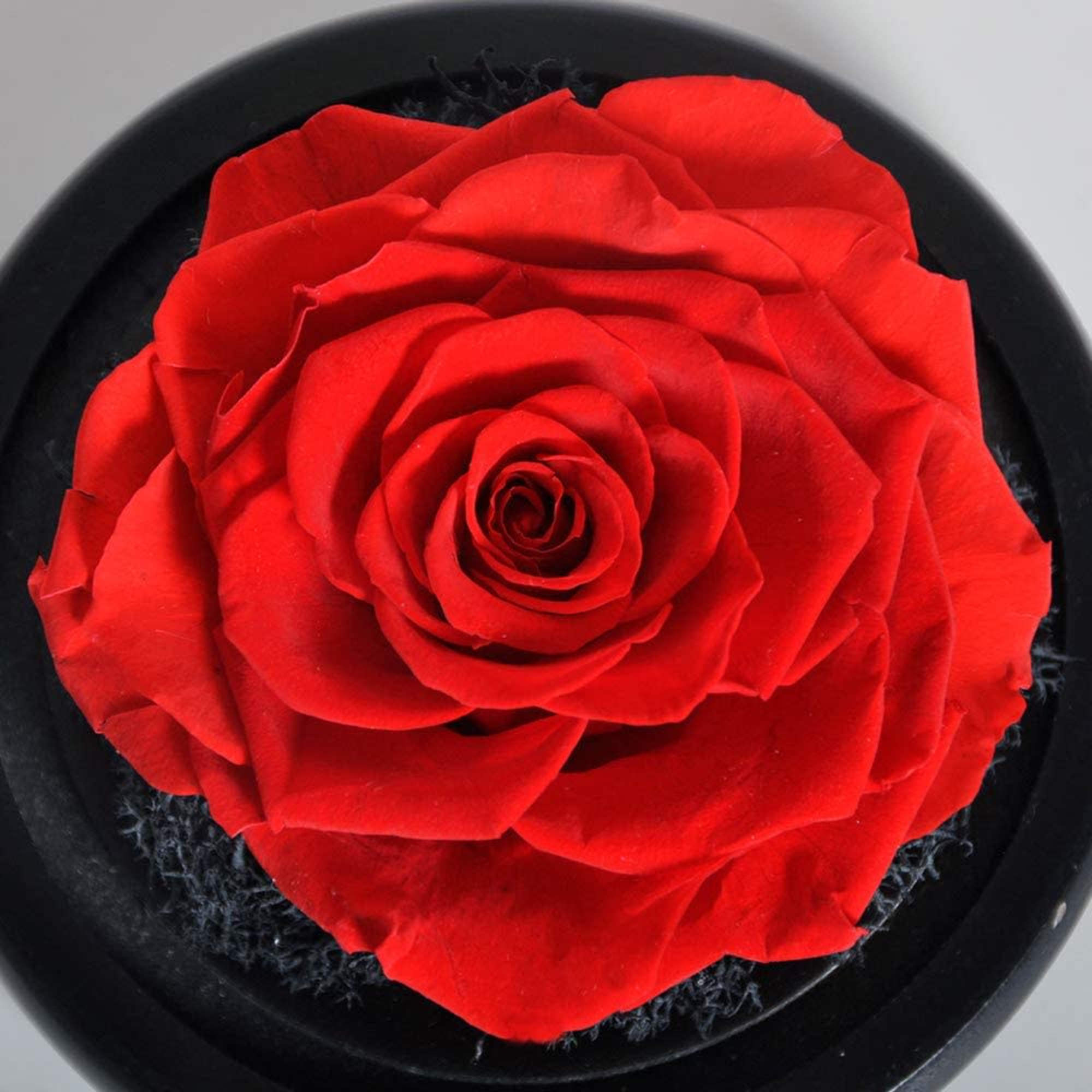 A gift of Love - Preserved Flower Rose Handmade Fresh Flower Rose A gift of Love - Preserved Flower Rose Handmade Fresh Flower Rose