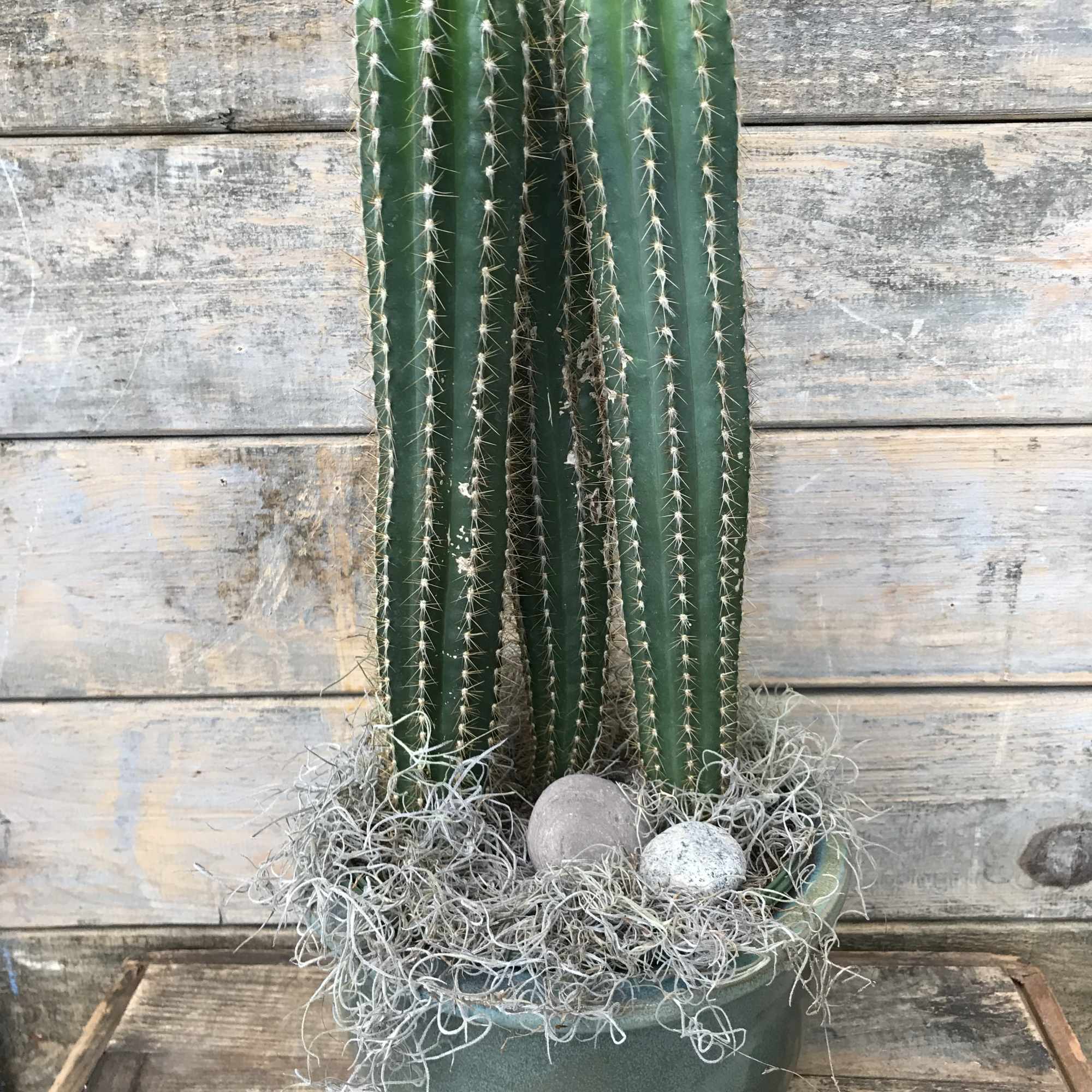 Cactus plantby Gallea's Greenhouse & Florist