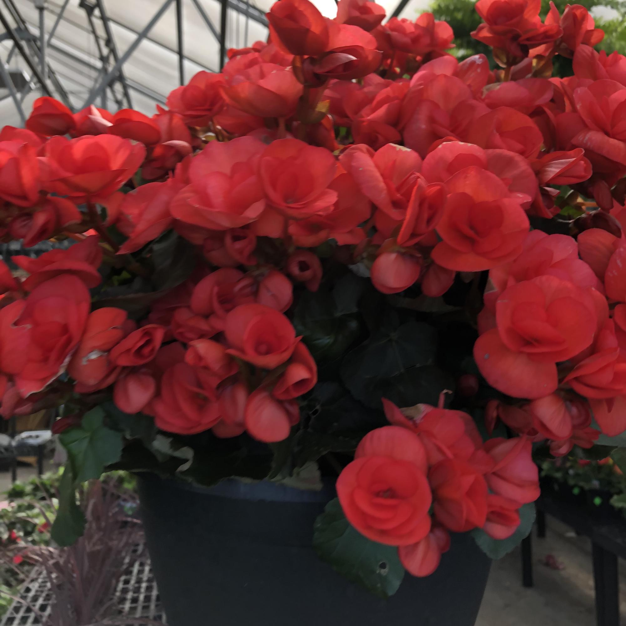 A perfect Mother&#039;s day gift  she can enjoy all summer. This