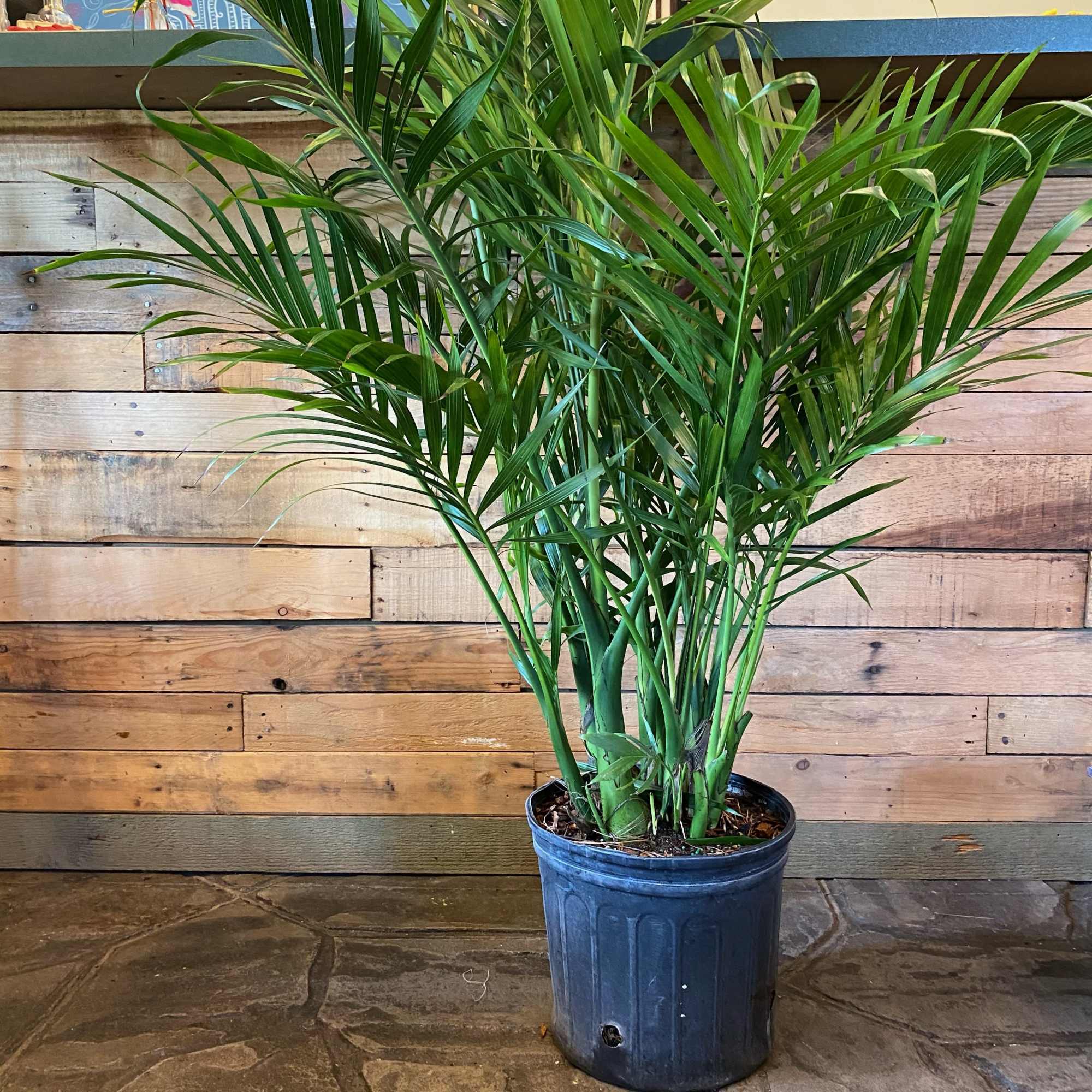 1 available!
This palm stands around 50 inches tall.