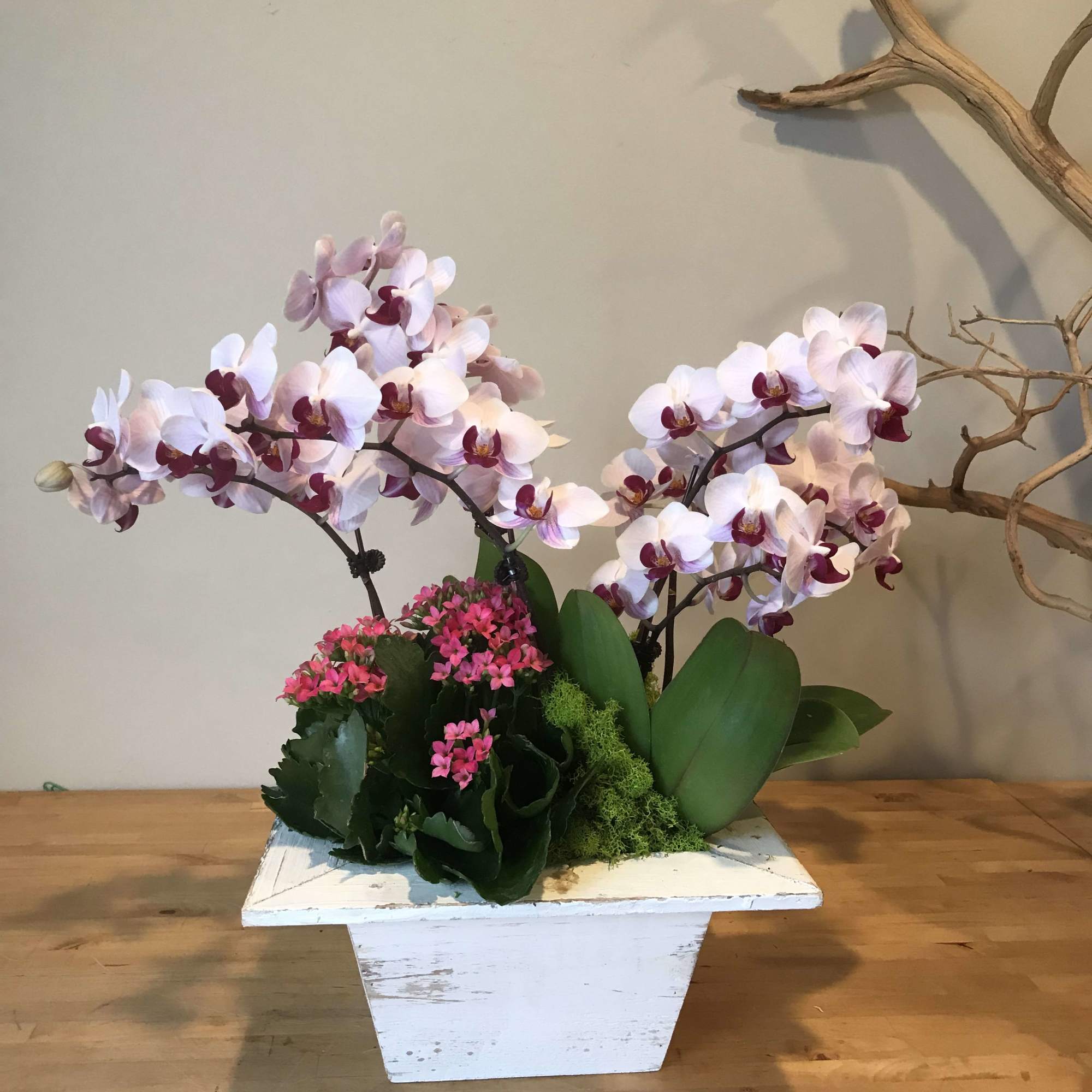 Mini Phalaenopsis Orchids in a finishing white wood pot 