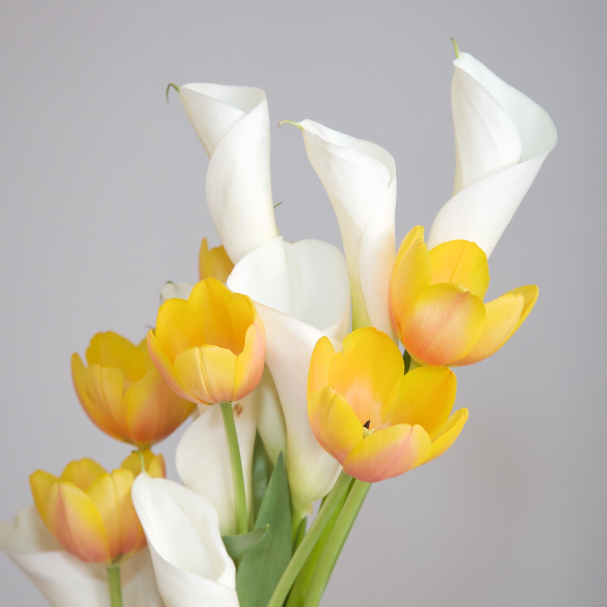 A stunningly architectural arrangement designed with grace and style - Calla Lilies