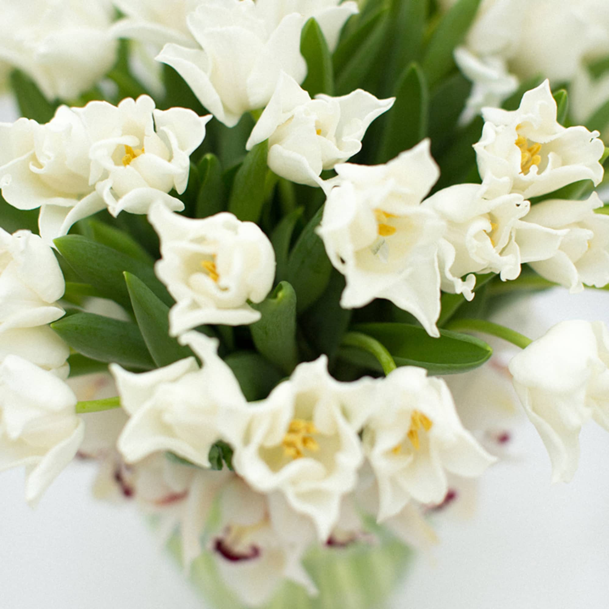 Long stems of tulips surrounded by a lower halo of orchids in