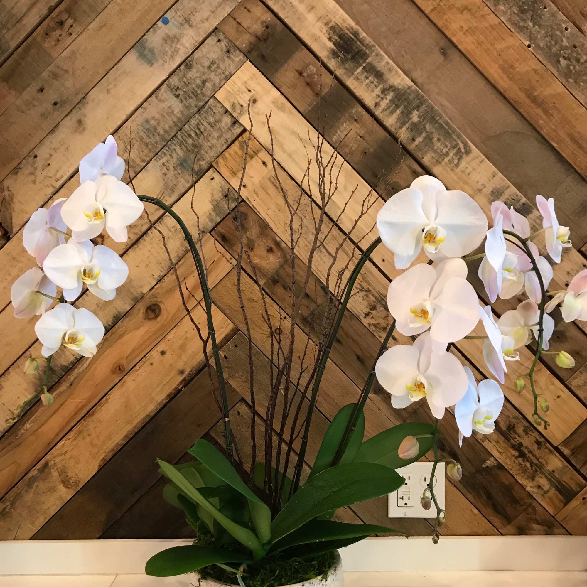 Our orchid planters are potted up in unique vessels of metal or Our orchid planters are potted up in unique vessels of metal or
